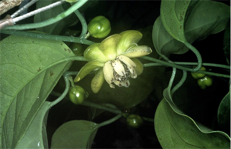 Austrobaileya scandens ALA5.jpg