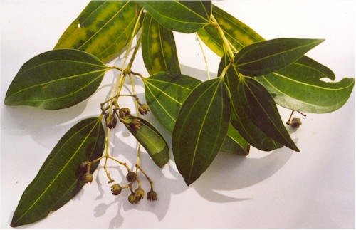 ''Cinnamomum verum'' 잎과 꽃