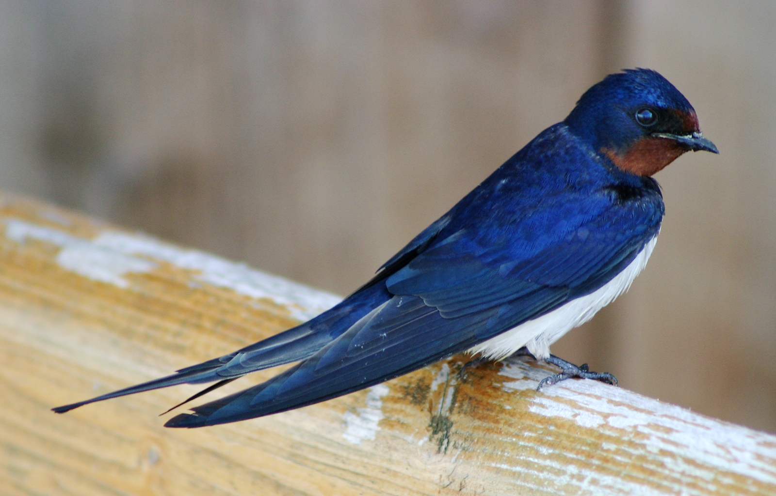 The barn swallow (Hirundo rustica) is the national bird of Estonia, symbolizing freedom and the arrival of spring.