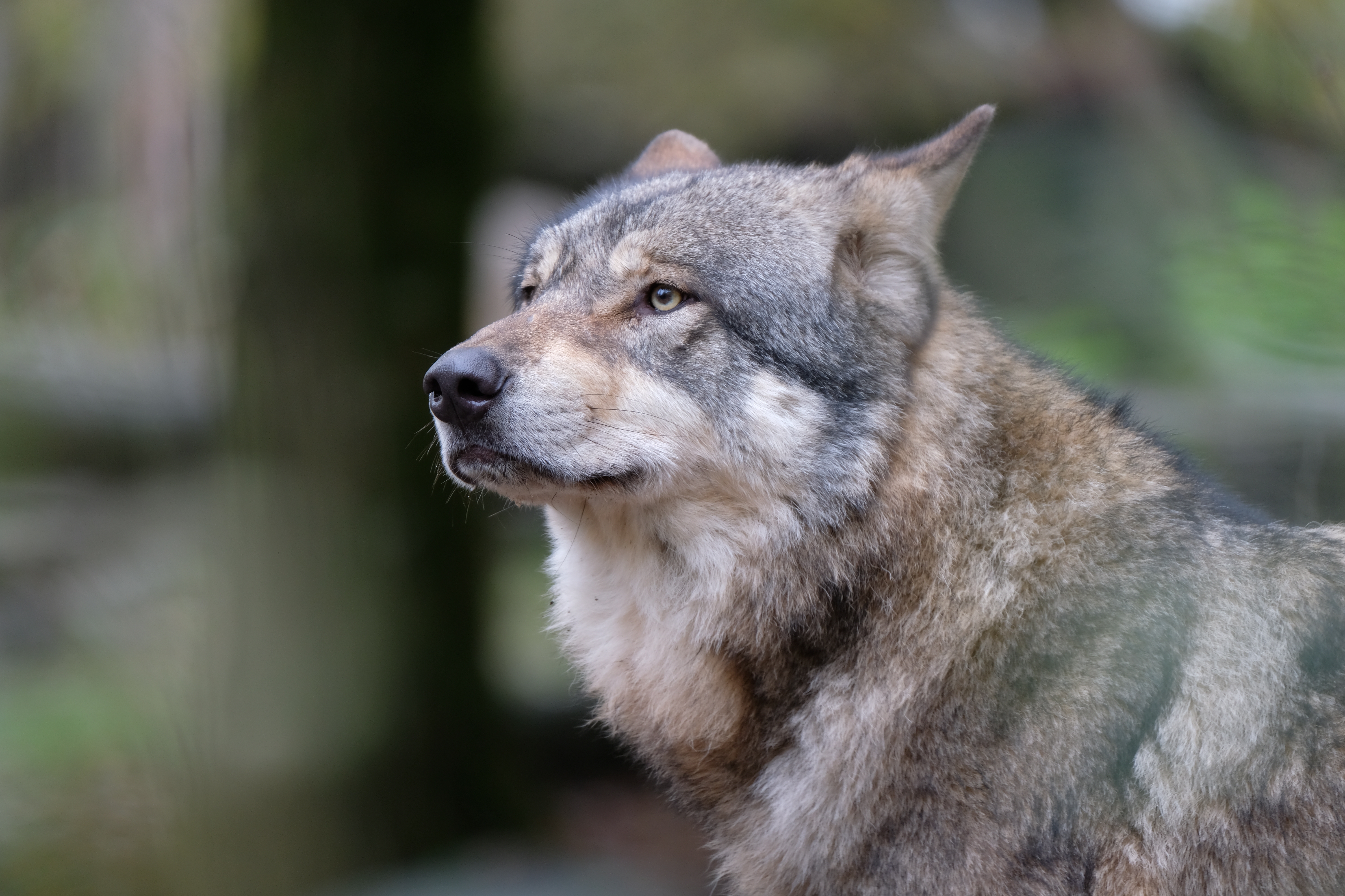 The grey wolf (Canis lupus) is the national animal of Estonia. It represents the wild and resilient nature of the country.