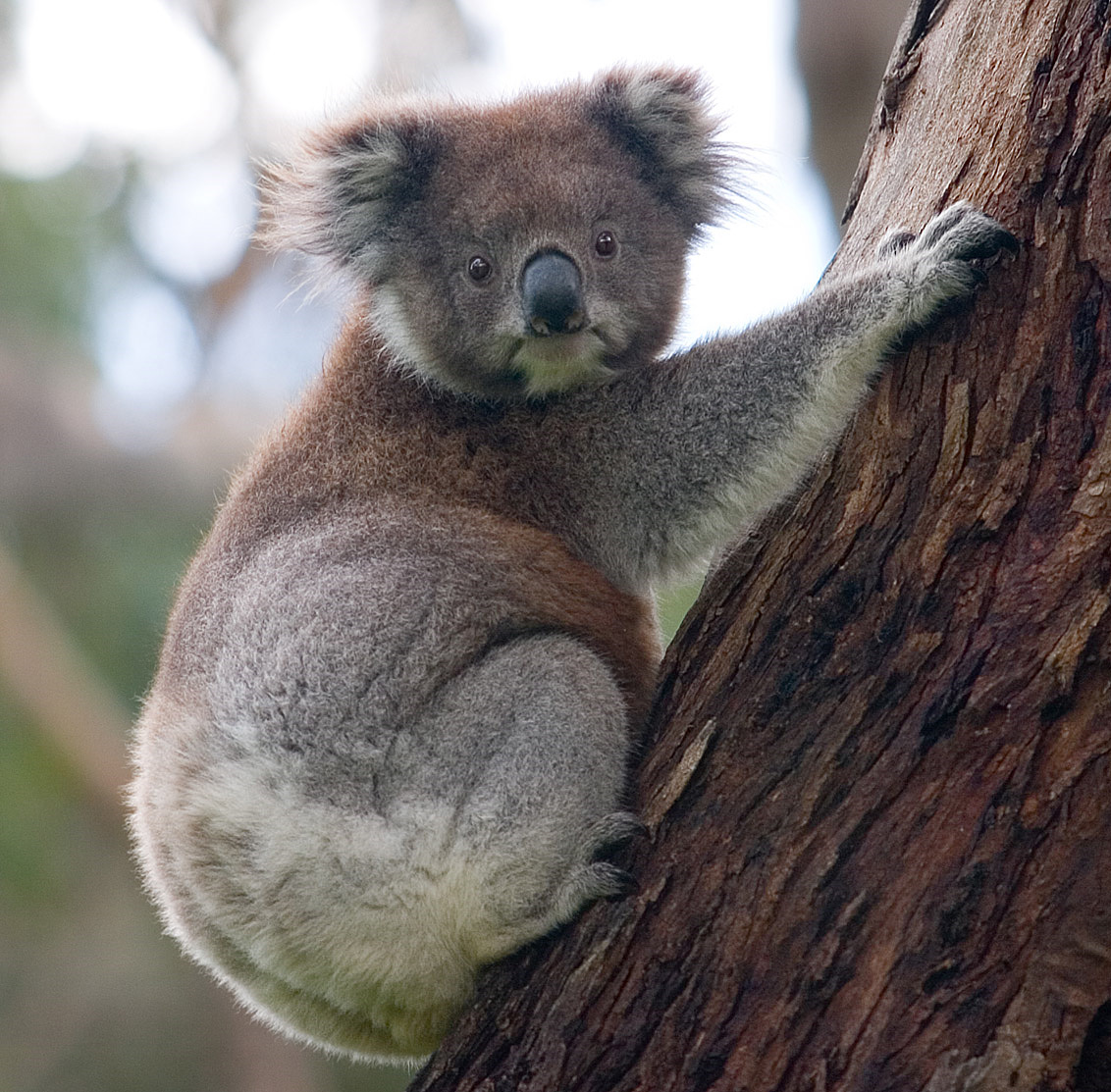 Koala dan Eucalyptus