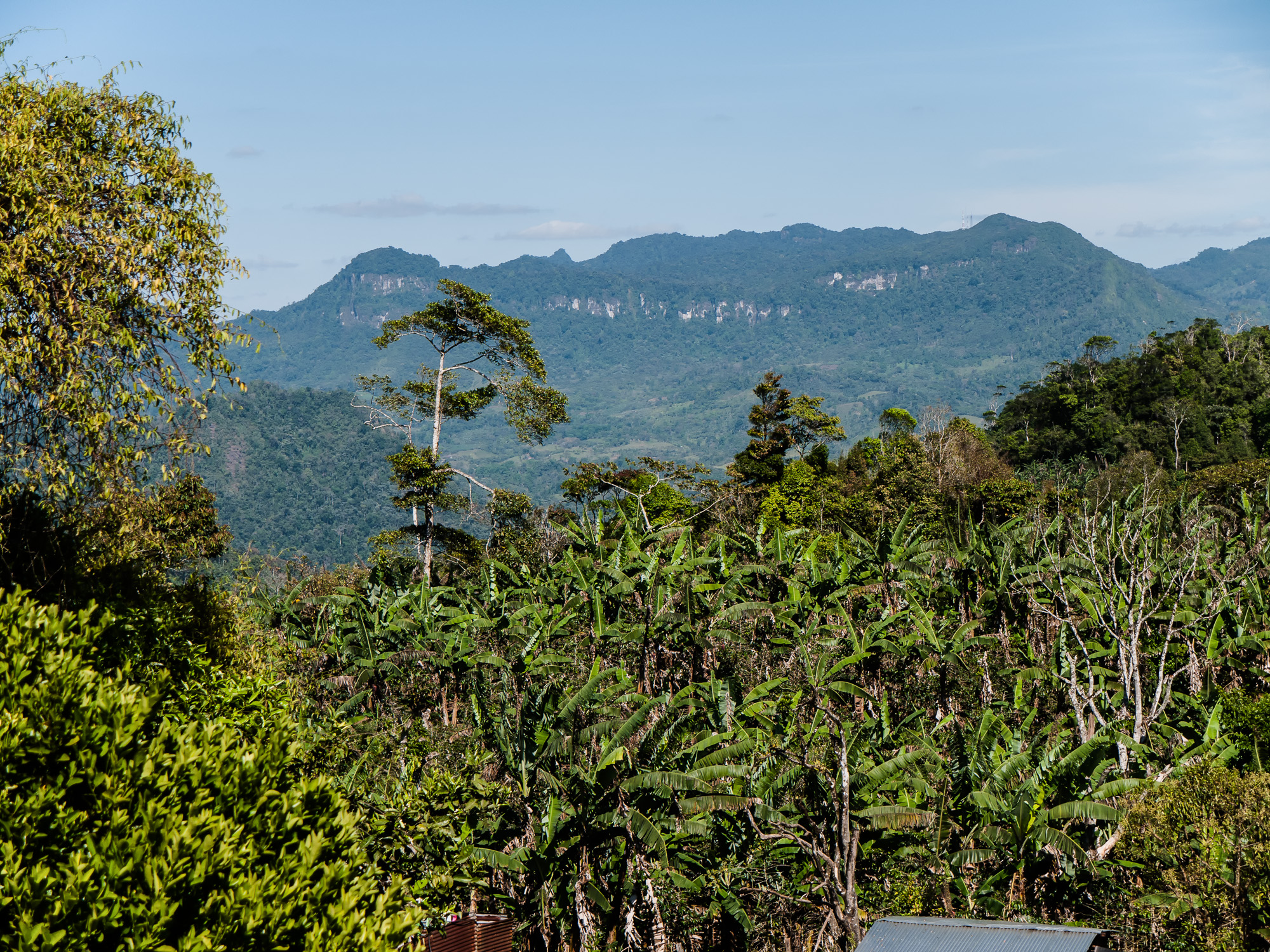 Peñas Blancas, part of the Bosawás Biosphere Reserve and located northeast of Jinotega in northeastern Nicaragua, is the second-largest rainforest in the Western Hemisphere after the Amazonian Rainforest in Brazil.