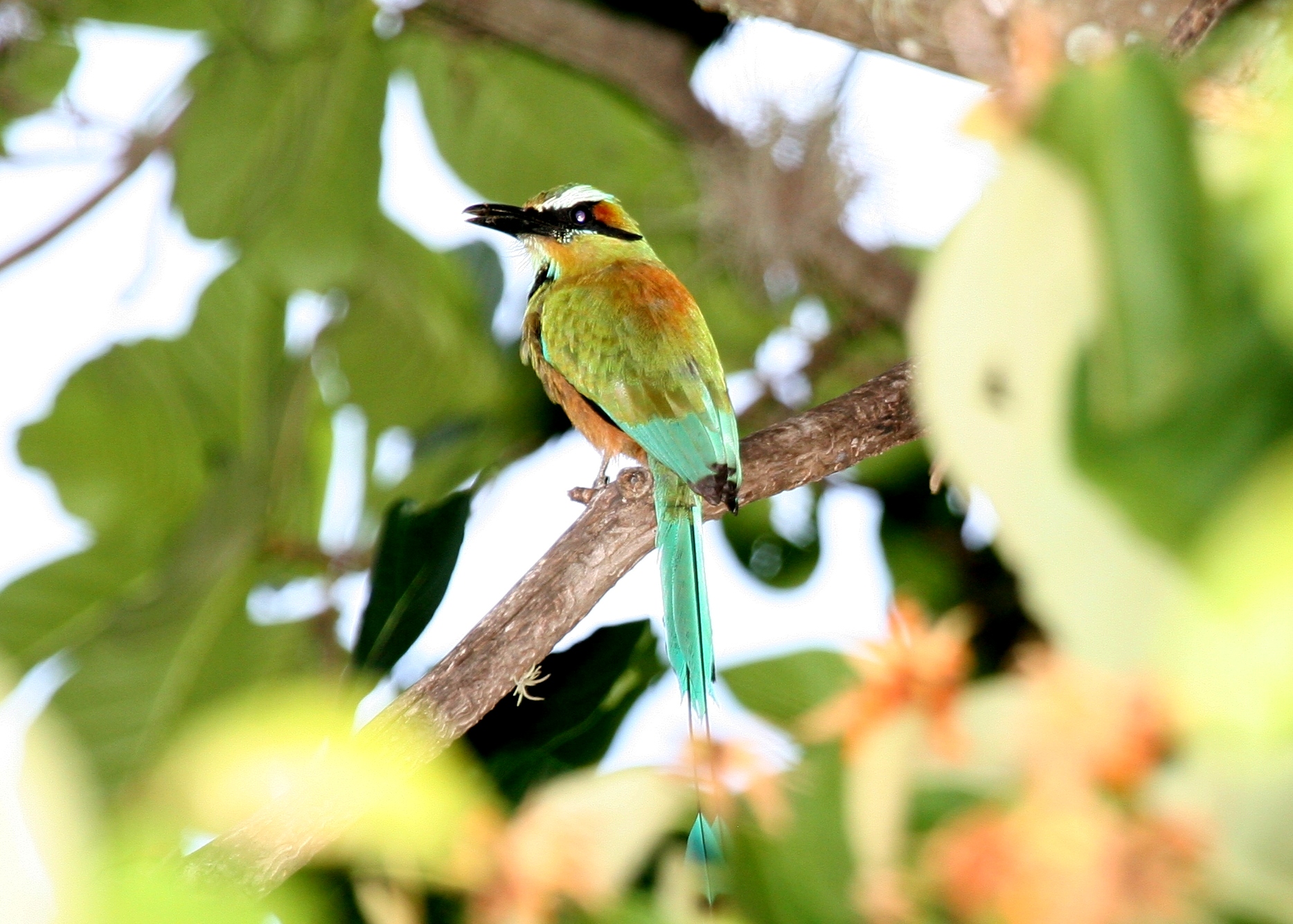 The Guardabarranco (Turquoise-browed Motmot) is Nicaragua's national bird, a symbol of its rich avian diversity.