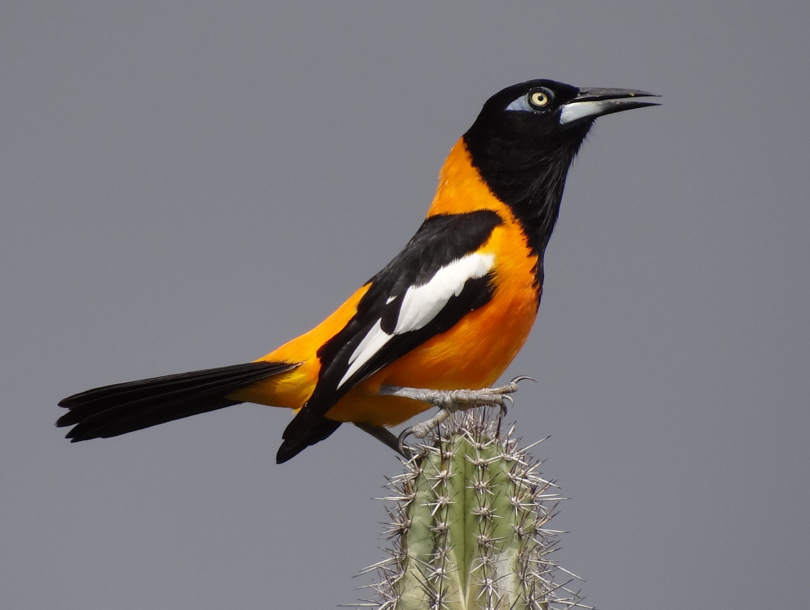 The national animal of Venezuela is the Venezuelan troupial.