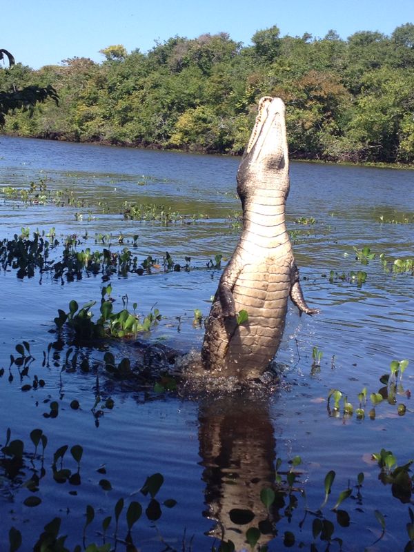 Crocodile in Hato El Cedral in Apure State
