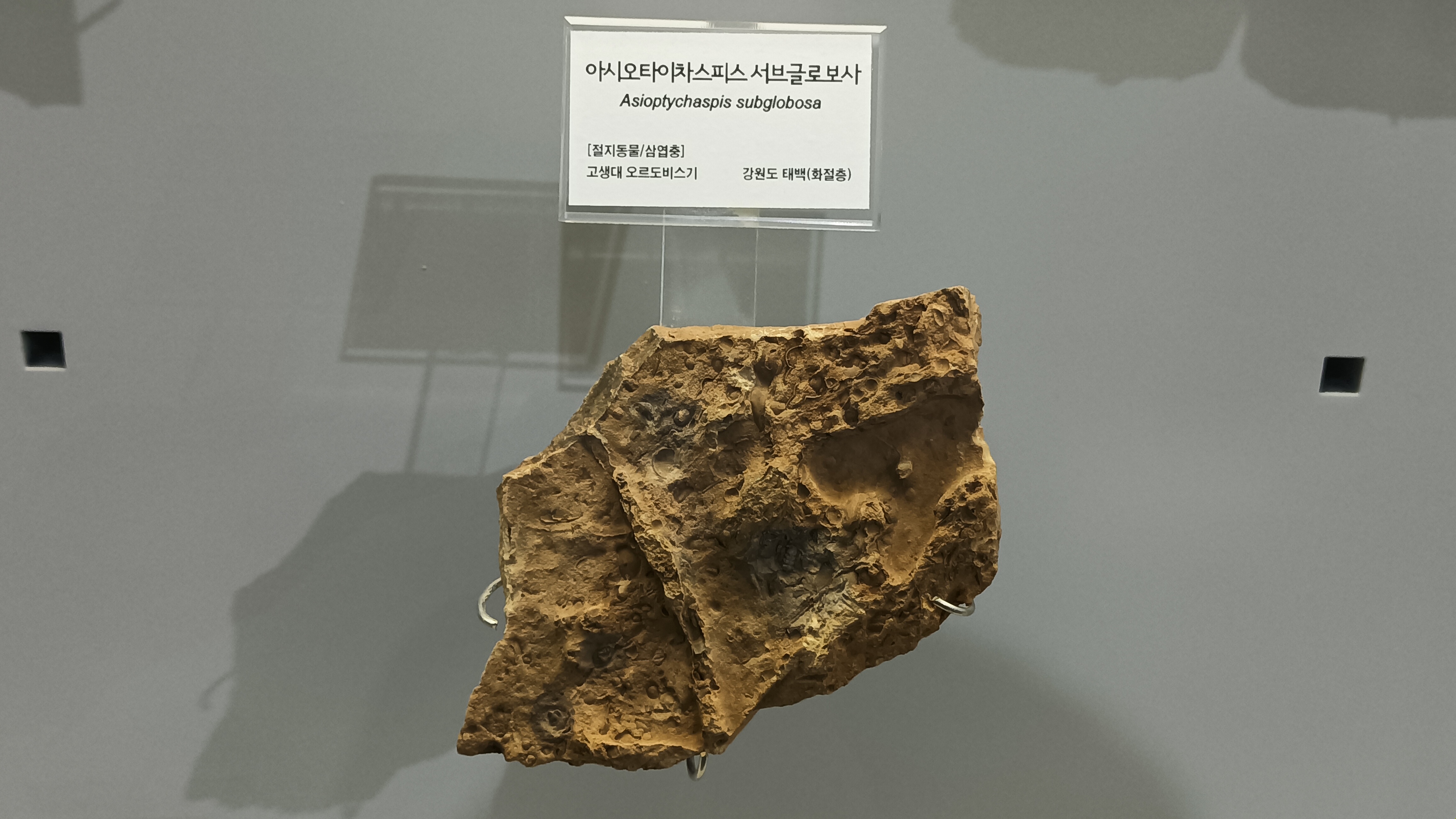 [[태백고생대자연사박물관]]에 전시된 조선 누층군 화절층의 삼엽충 화석 ''Asioptychaspis subglobosa''의 모습이다. 이 화석은 화절층 최하부의 ''Asioptychaspis'' 화석대에서 산출된다.
