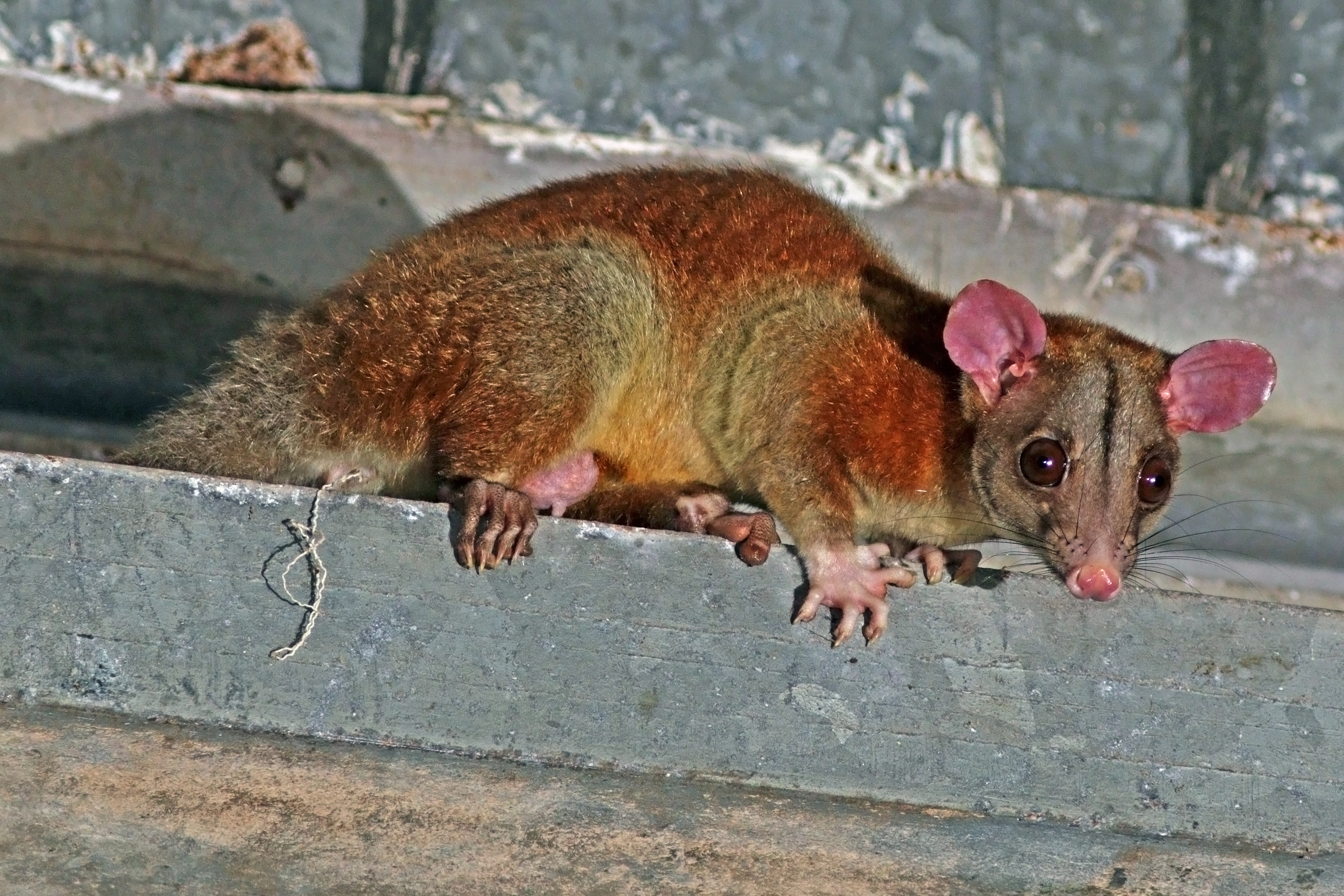 중앙아메리카양털주머니쥐 (Caluromys derbianus) 수컷