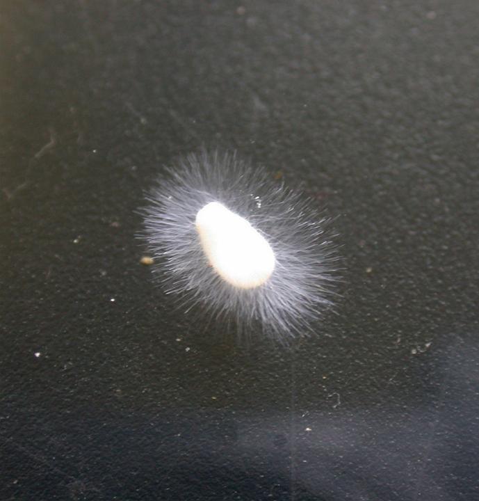 Achlya sp.가 삼씨에서 자라는 모습