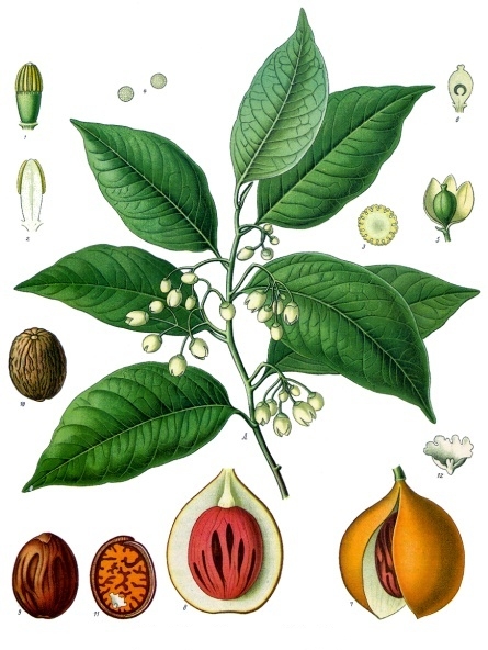 ''Myristica fragrans'' (육두구), Koehler (1887)