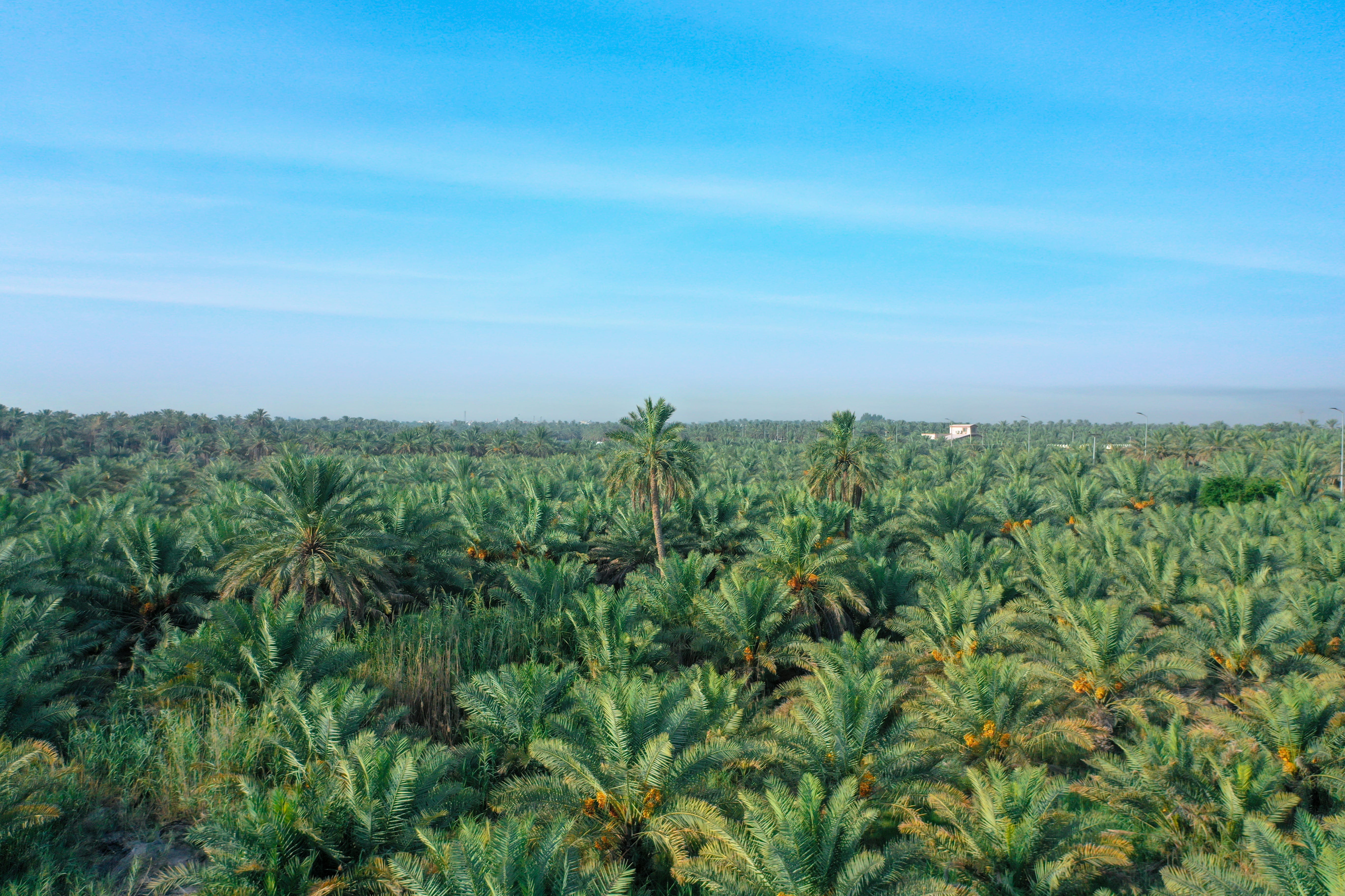 Al-Hasa terkenal dengan pokok kurma dan kurmanya. Al-Hasa mempunyai lebih 30 juta pokok kurma yang menghasilkan lebih 100 ribu tan kurma setiap tahun.