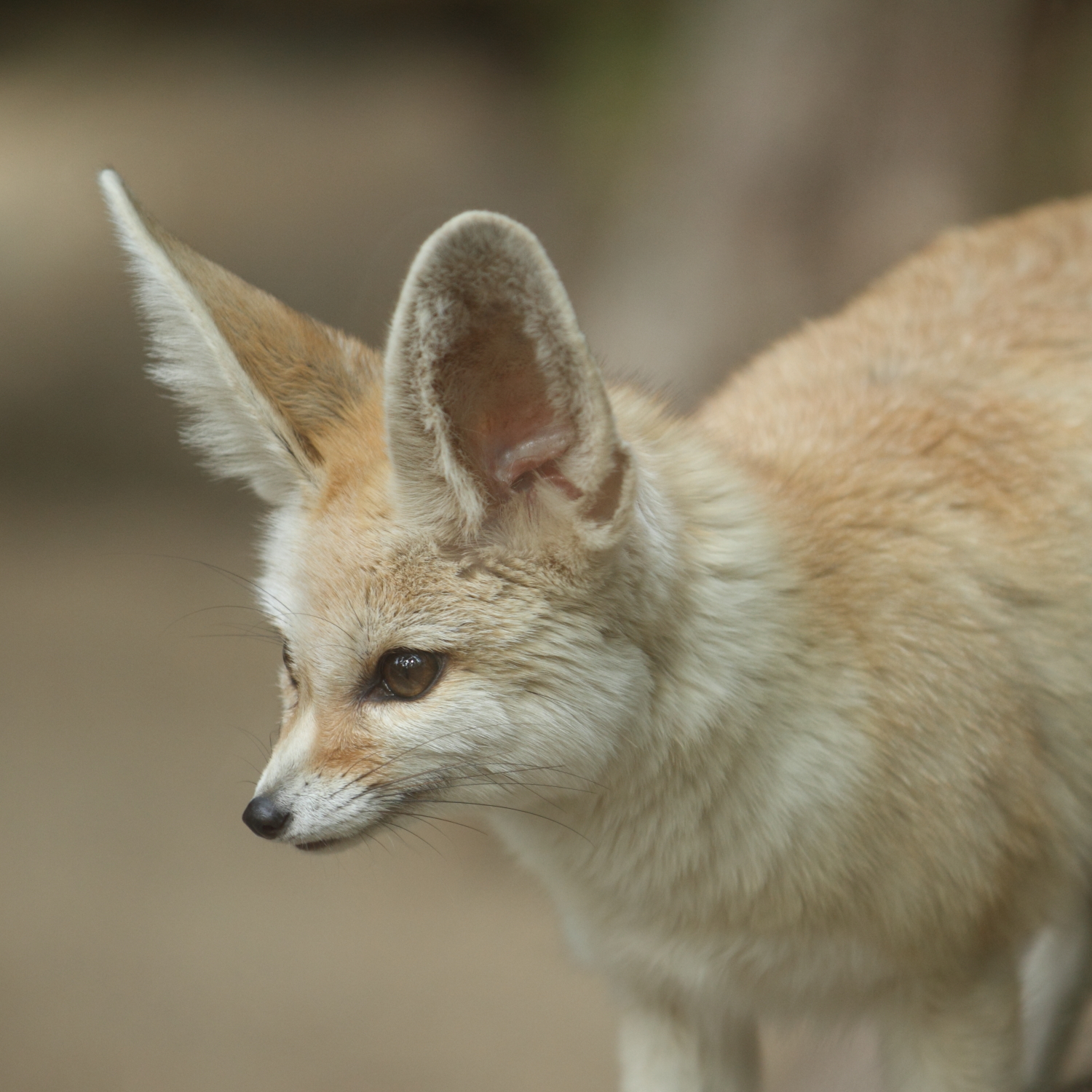 Rubah Fennec adalah hewan nasional Aljazair