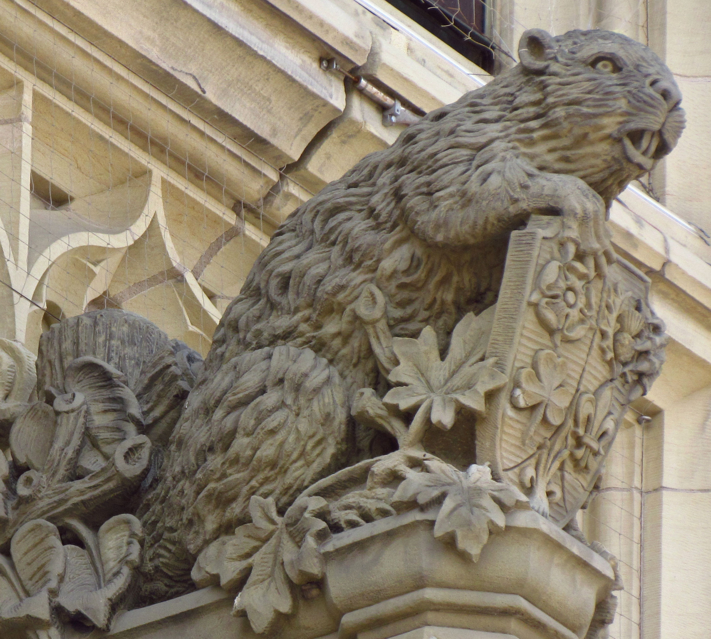The mother beaver sculpture outside the House of Commons on the Canadian parliament's Peace Tower. The five flowers on the shield each represent an ethnicity-Tudor rose: English; Fleur-de-lis: French; thistle: Scottish; shamrock: Irish; and leek: Welsh.