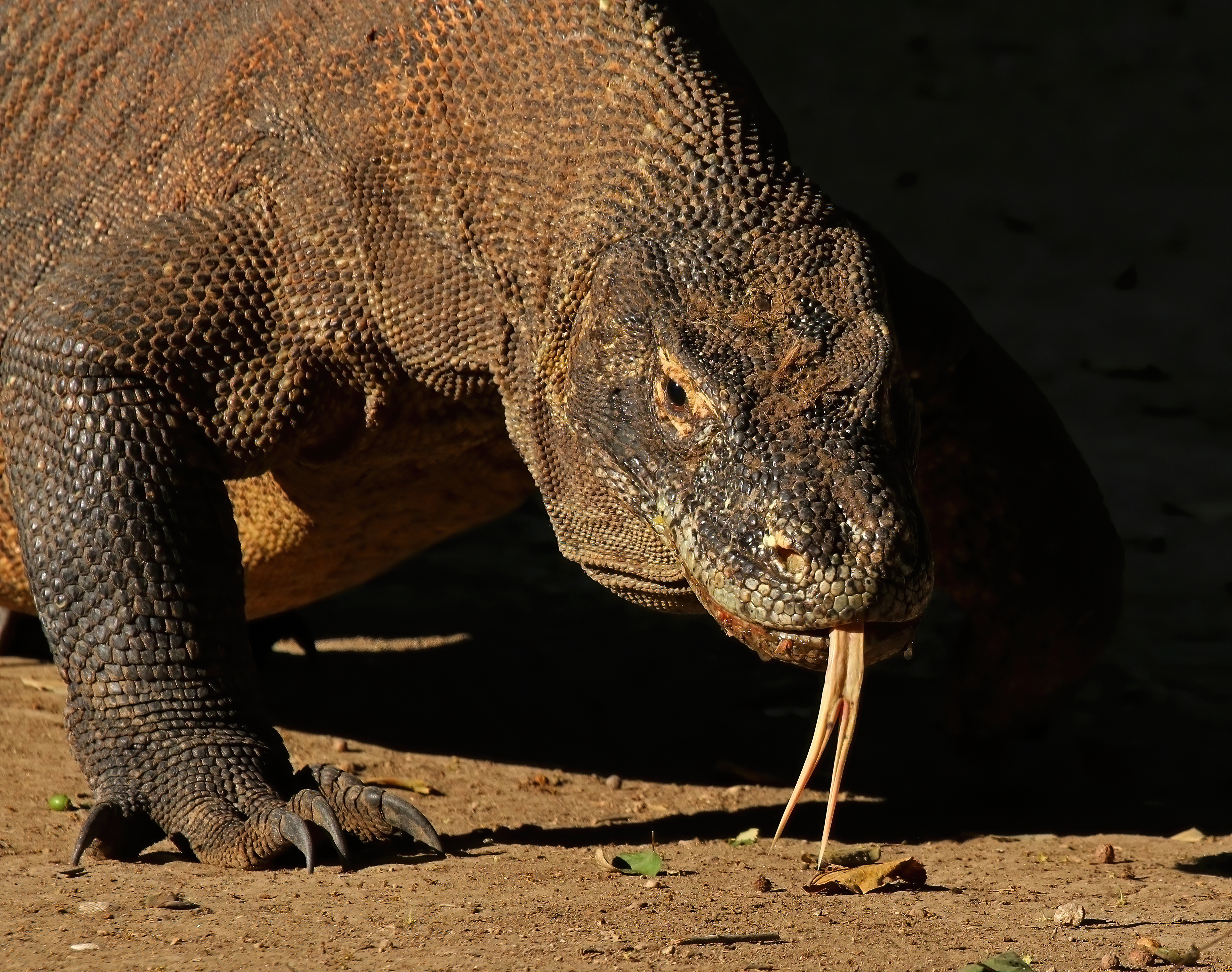 Rồng Komodo, loài thằn lằn lớn nhất thế giới, đặc hữu của Indonesia.