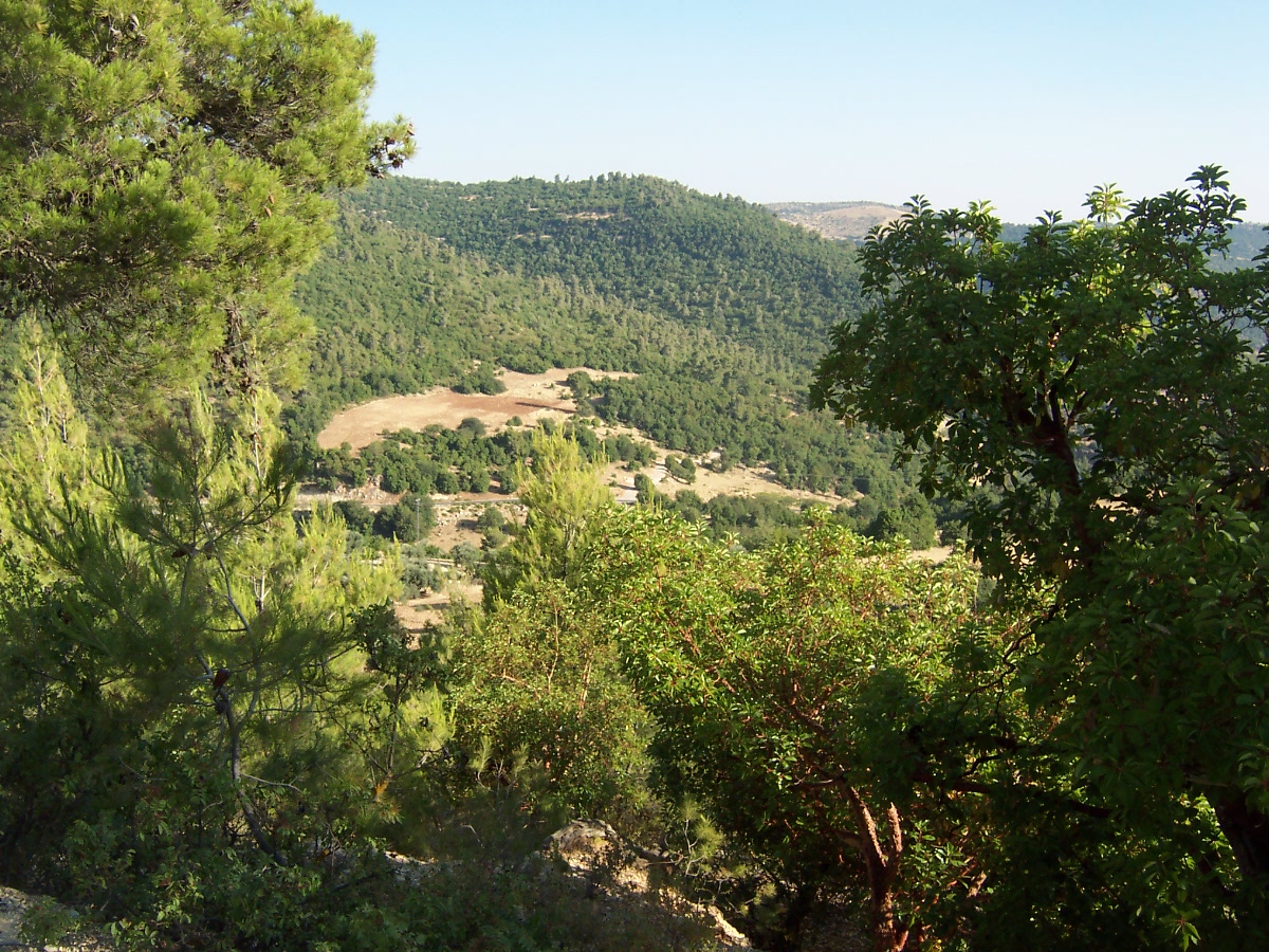 Hutan di Ajloun, utara Yordania. Hutan mencakup kurang dari 2% wilayah Yordania, menjadikannya salah satu negara dengan tutupan hutan paling sedikit di dunia.