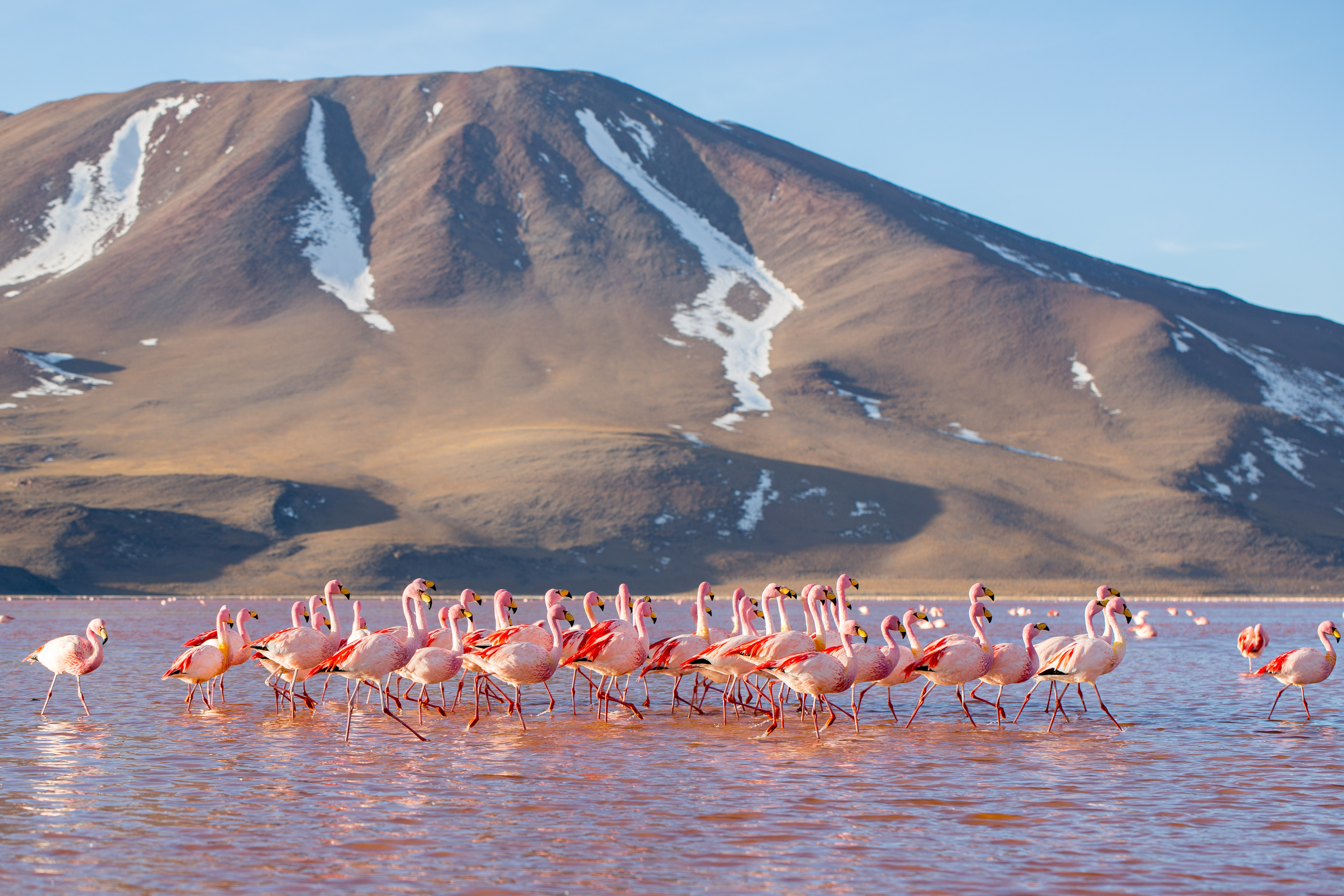 Laguna Colorada di Puna de Lipez di Potosí