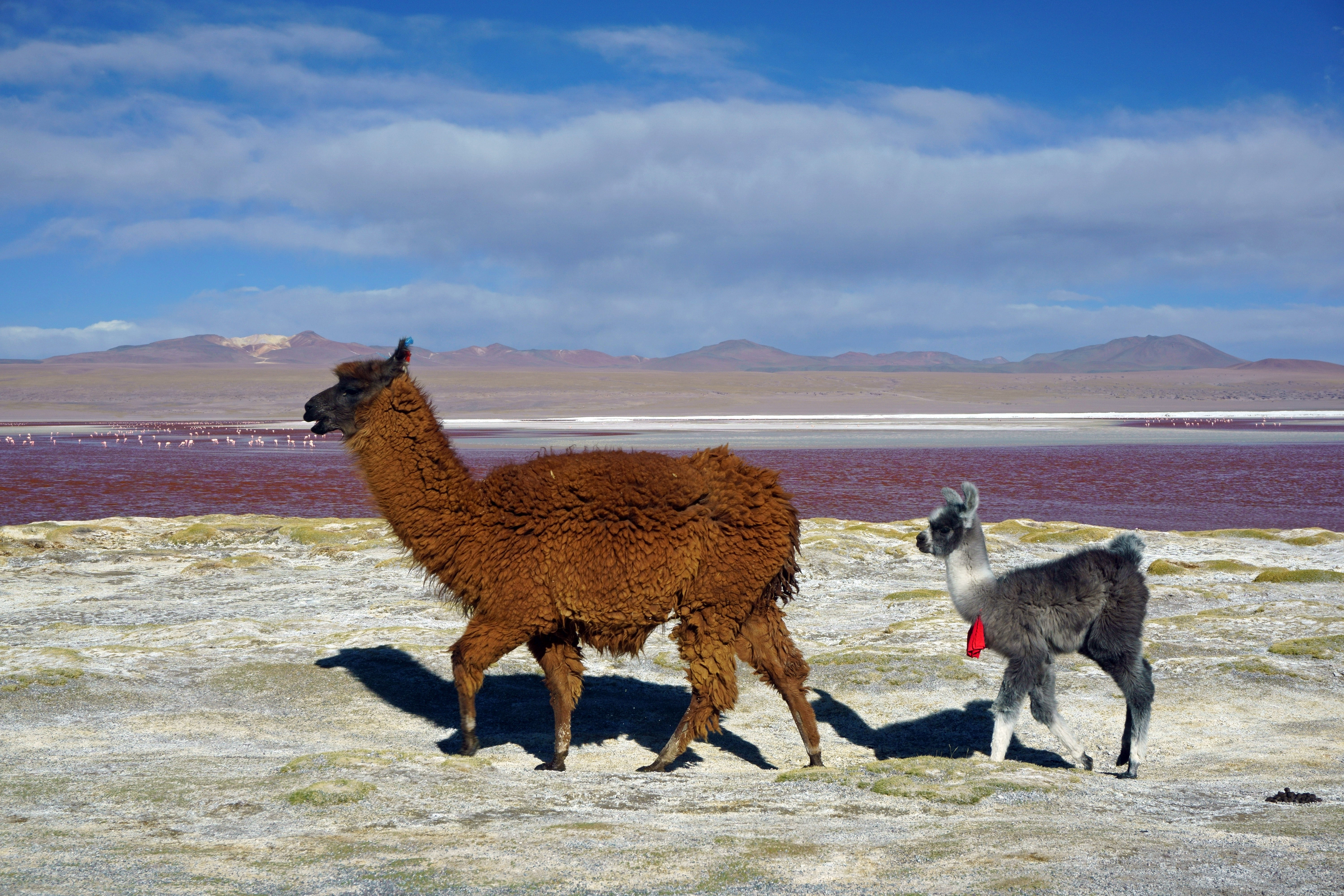 The llama, Bolivia's national animal, grazes near Laguna Colorada, a high-altitude lake known for its flamingos and striking colors, showcasing Andean biodiversity.