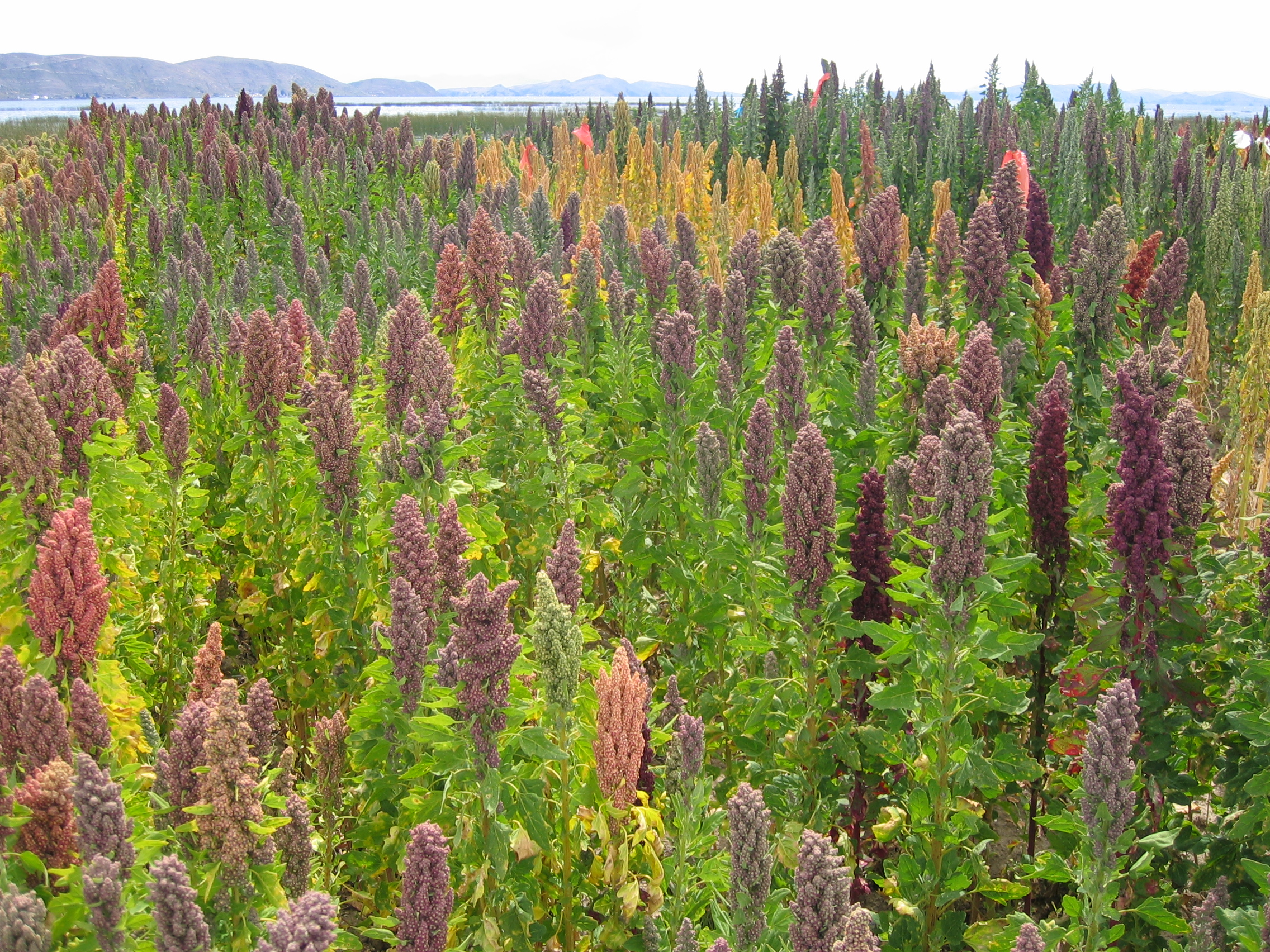 A field of quinoa near Lake Titicaca. Bolivia is a major global producer of this highly nutritious Andean grain.
