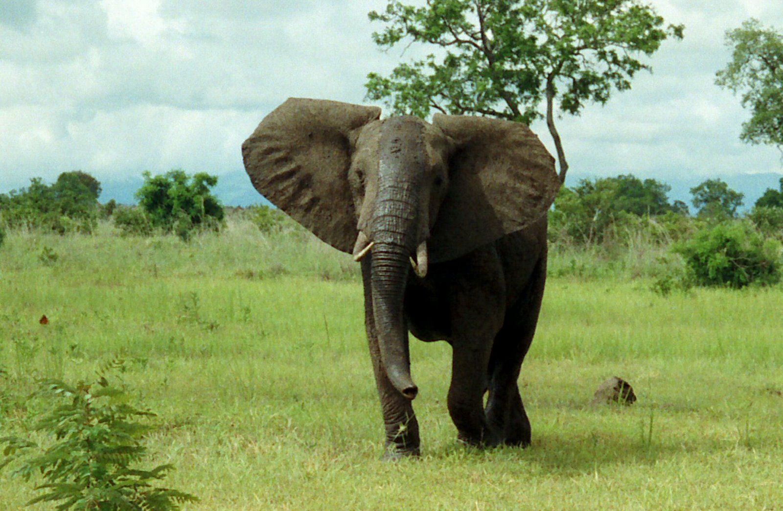An African bush elephant. Zakouma National Park is a key sanctuary for elephants in Chad, though poaching remains a threat.