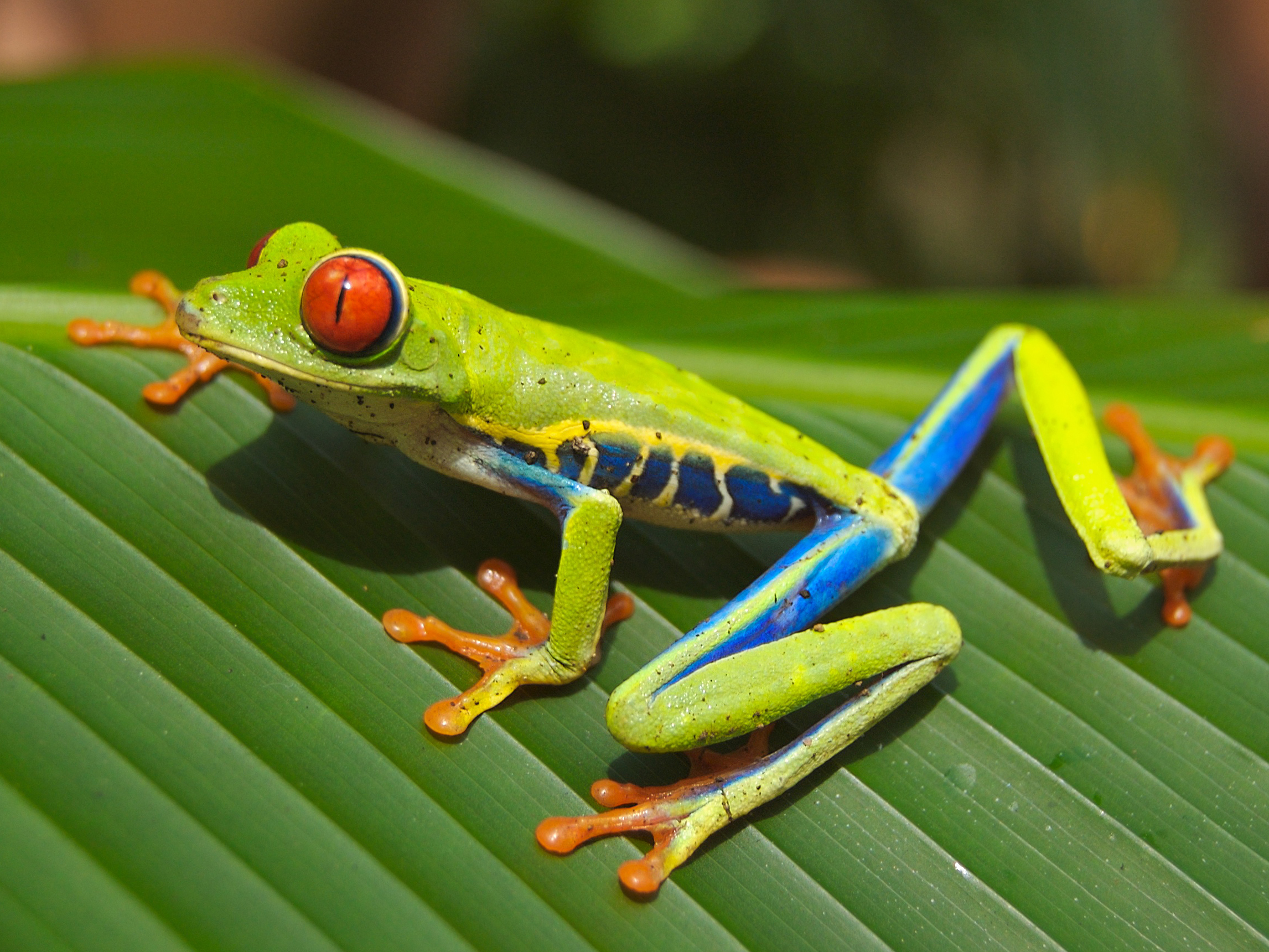 Katak pohon mata merah (Agalychnis callidryas)