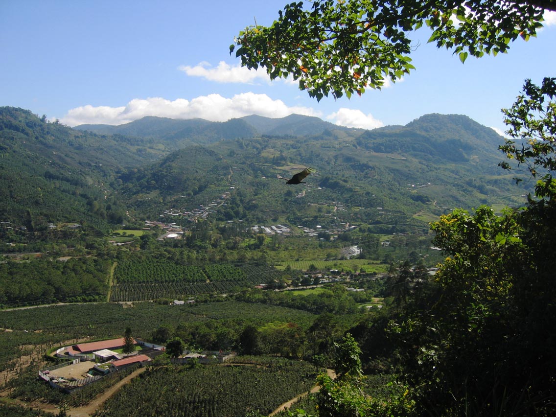Sebuah perkebunan kopi di Lembah Orosí
