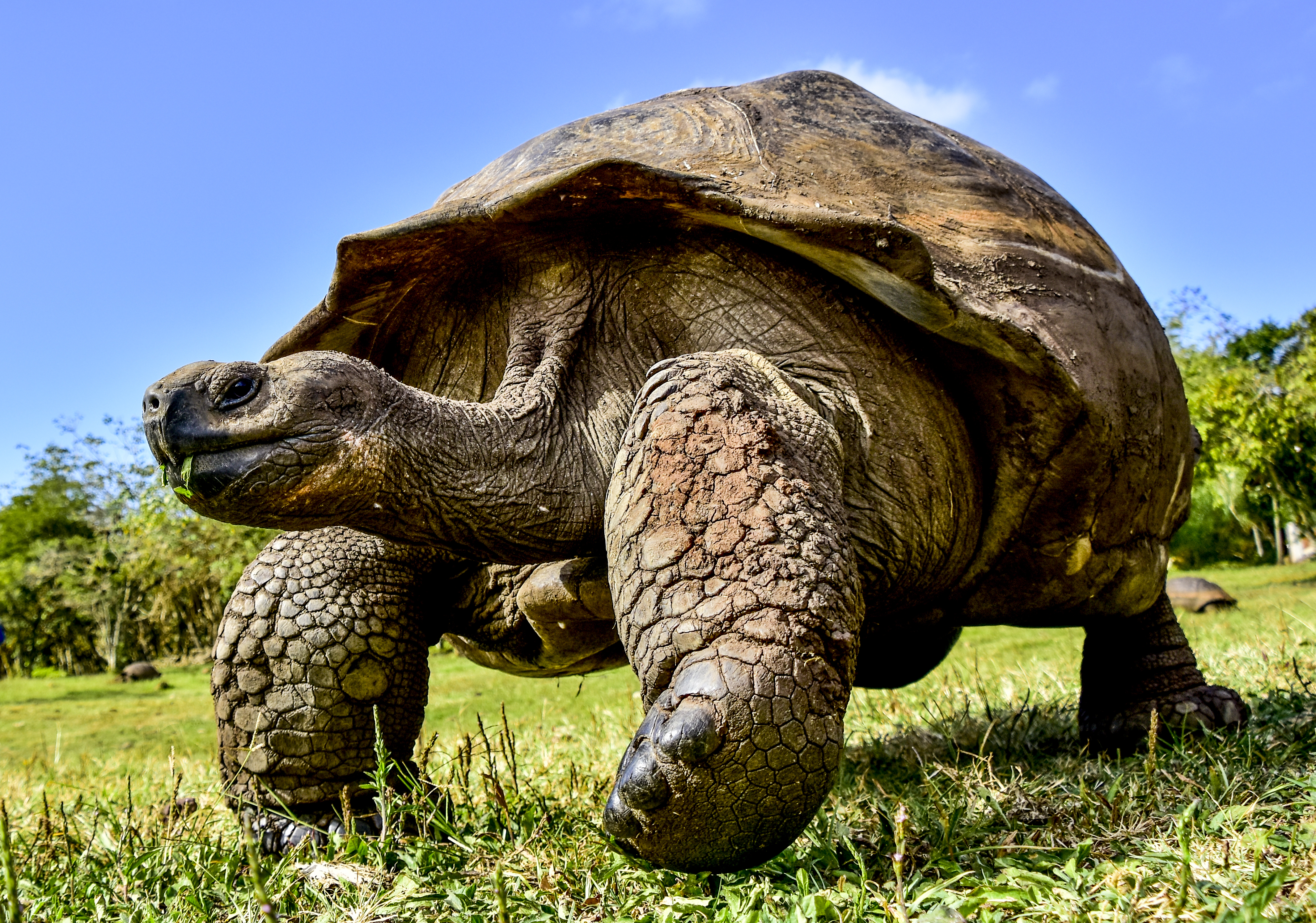 A Western Santa Cruz tortoise in the Galápagos Islands. These islands are a global icon of biodiversity and endemism.