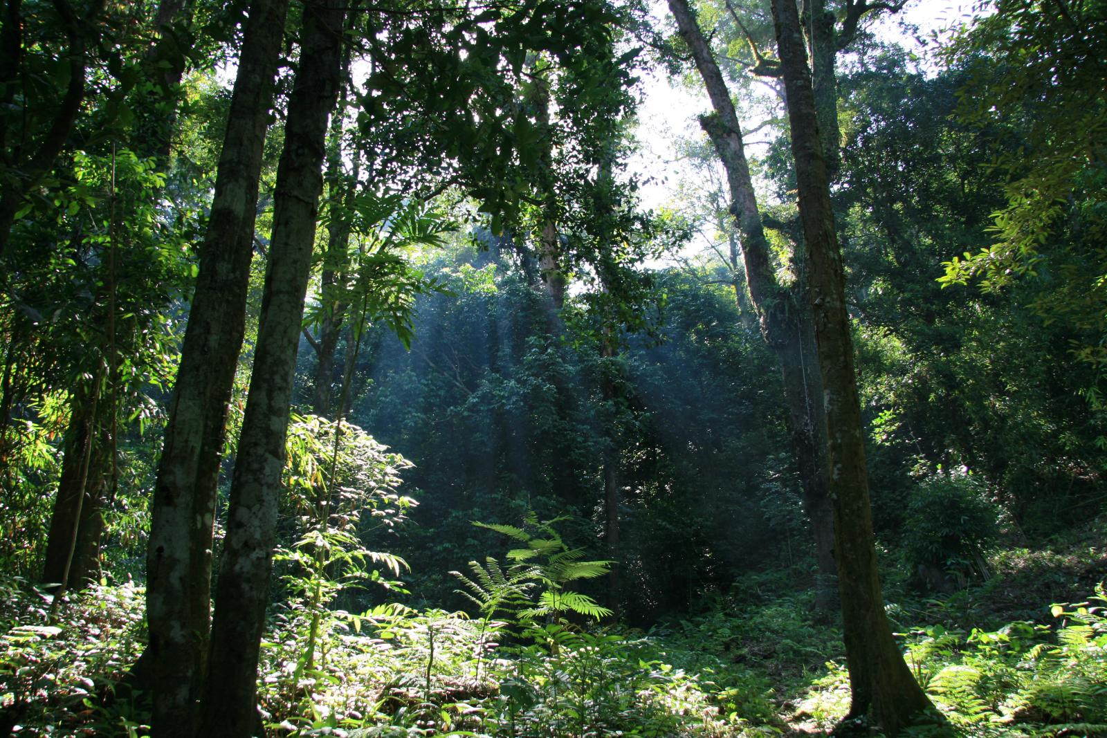 Rừng mưa ở Vườn quốc gia Gunung Palung, Tây Kalimantan.