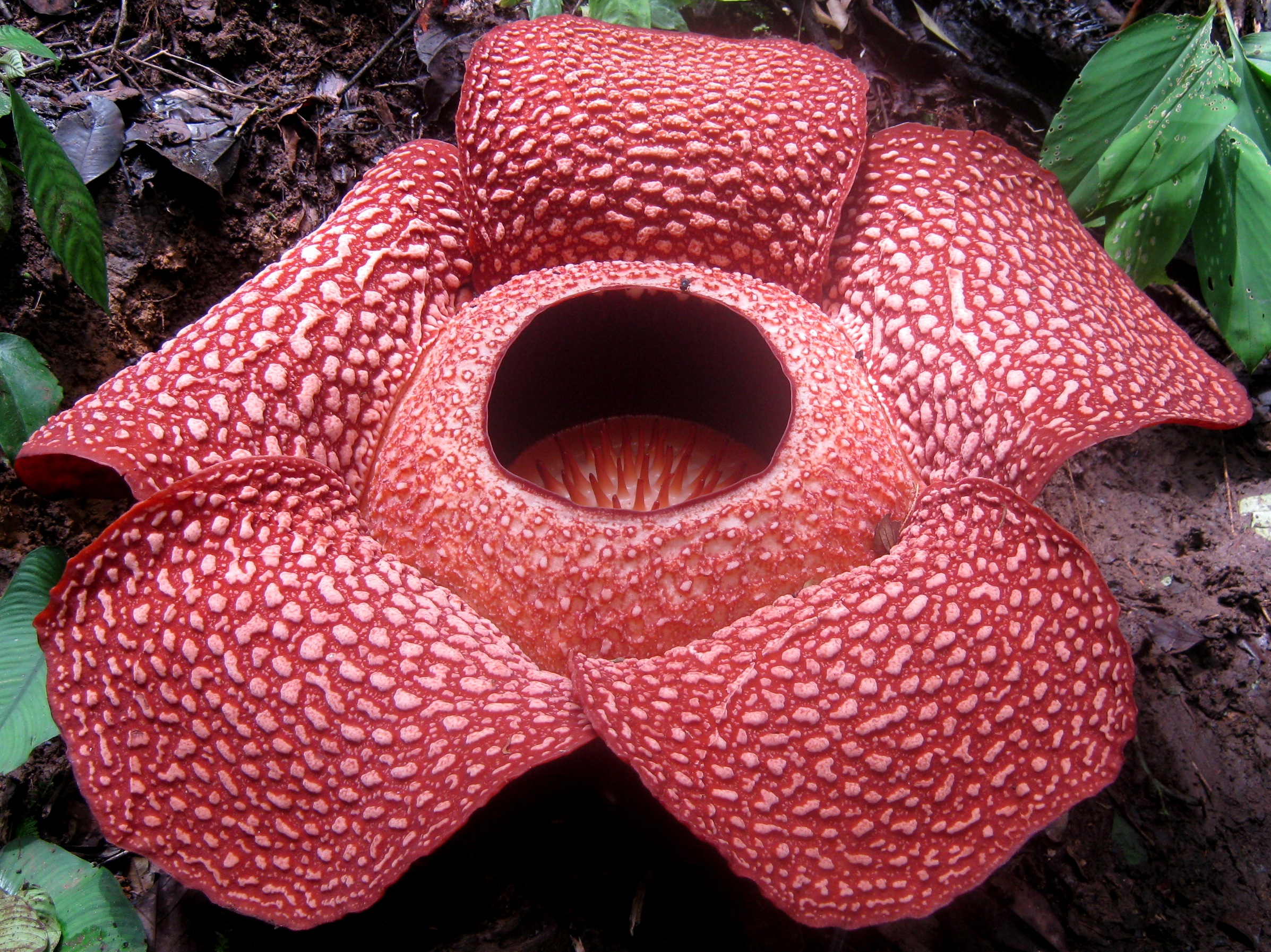 Rafflesia arnoldii, một trong những loài hoa lớn nhất thế giới, đặc hữu của Indonesia.