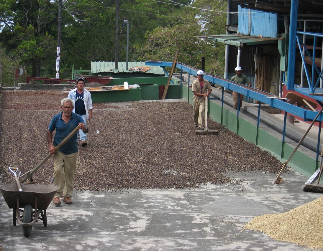 Traditional coffee drying at a farm in Alto Boquete, Chiriquí. Panamanian coffee, especially Geisha, is internationally renowned.