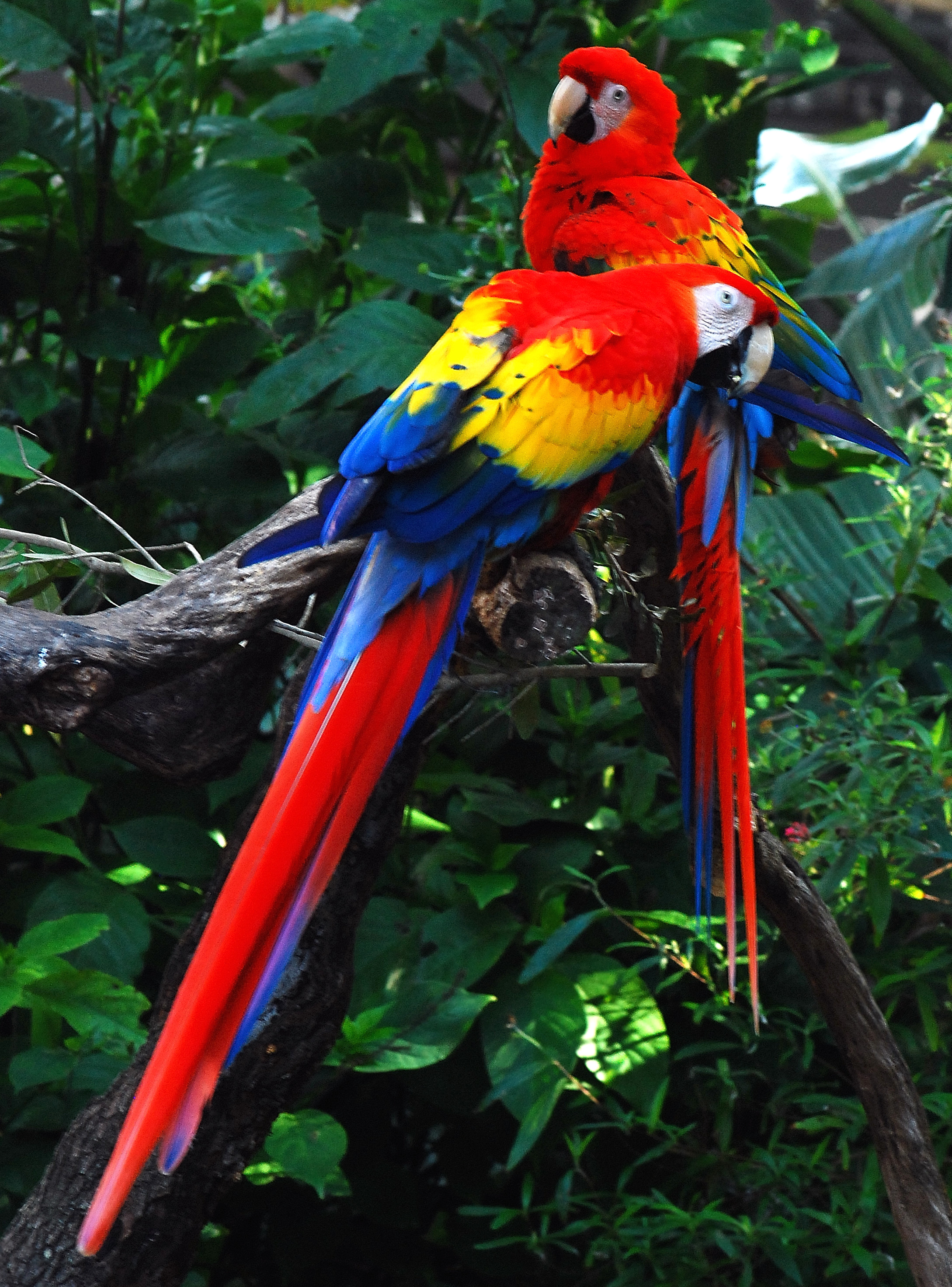 Burung kebangsaan, Ara macao