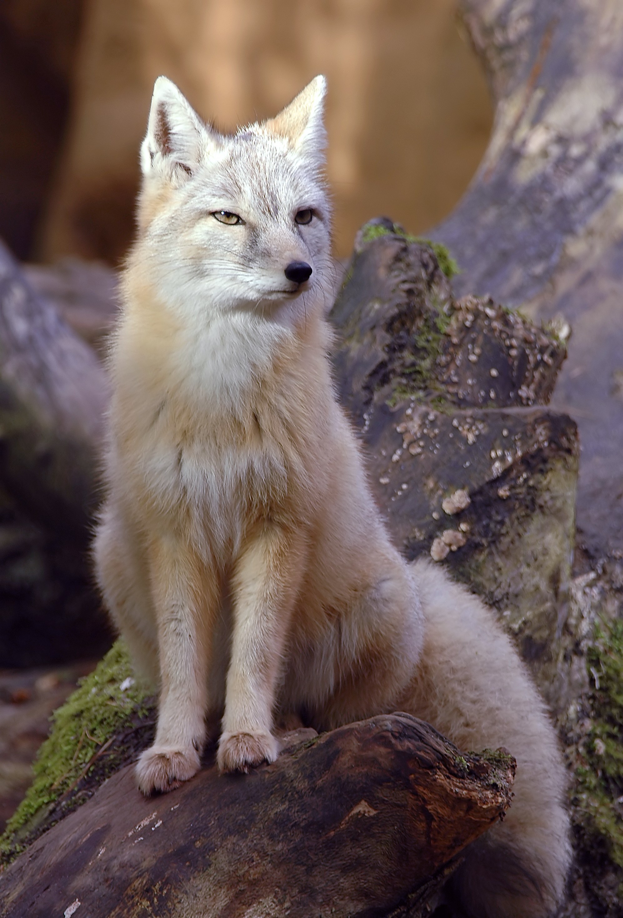 코사크여우 (Vulpes corsac)