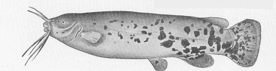 image of catfish