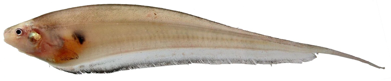 image of glass knifefish
