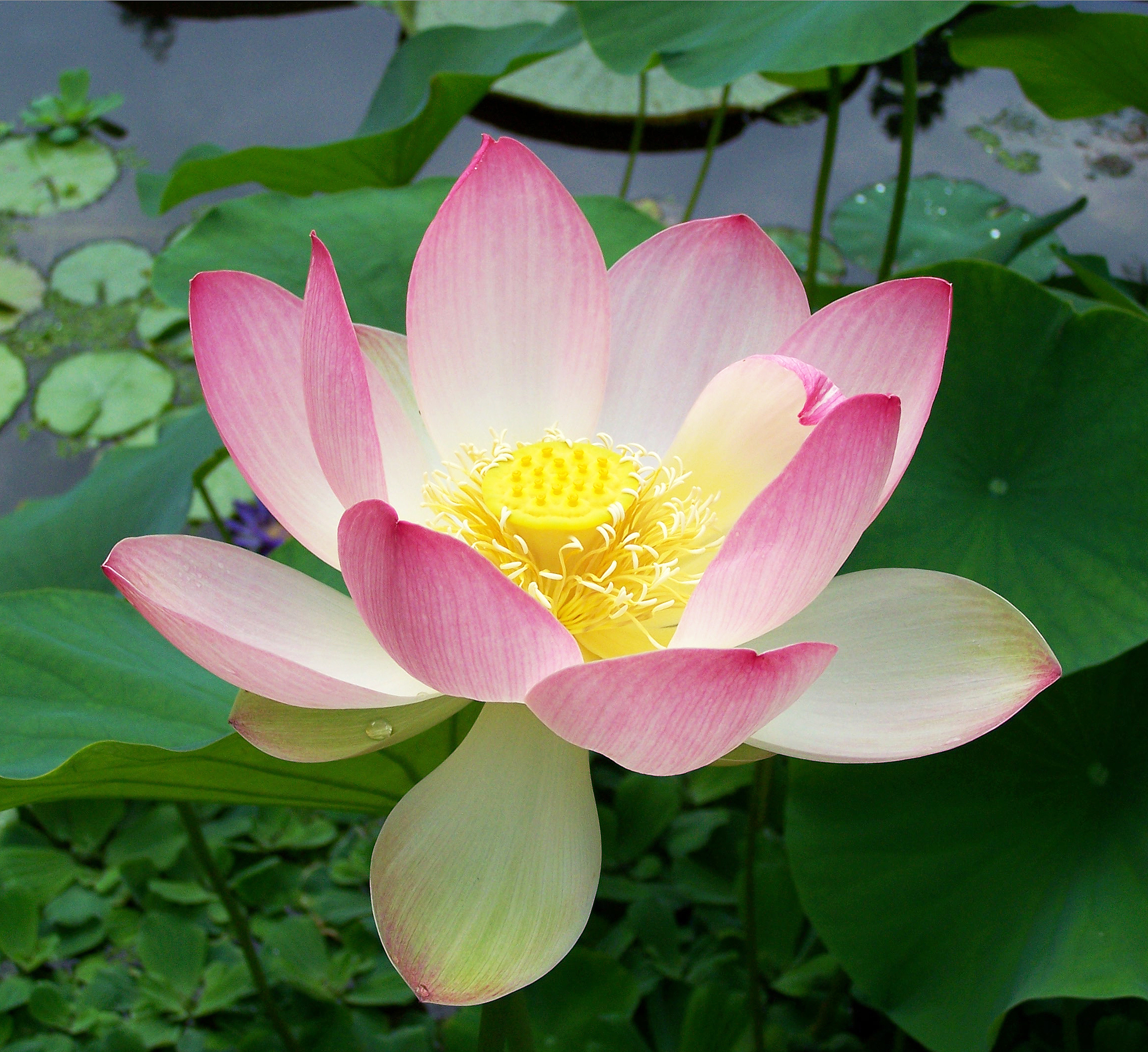 Sen hồng.