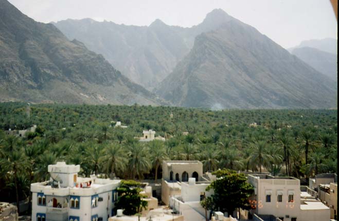 Perkebunan pohon kurma Nakhal di Wilayah Al Batinah Oman.