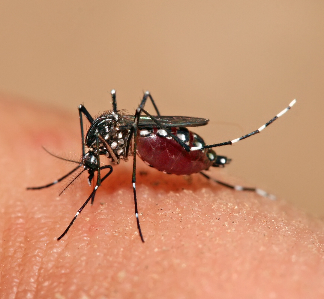 흡혈 중인 ''Aedes aegypti'' 모기의 근접 사진