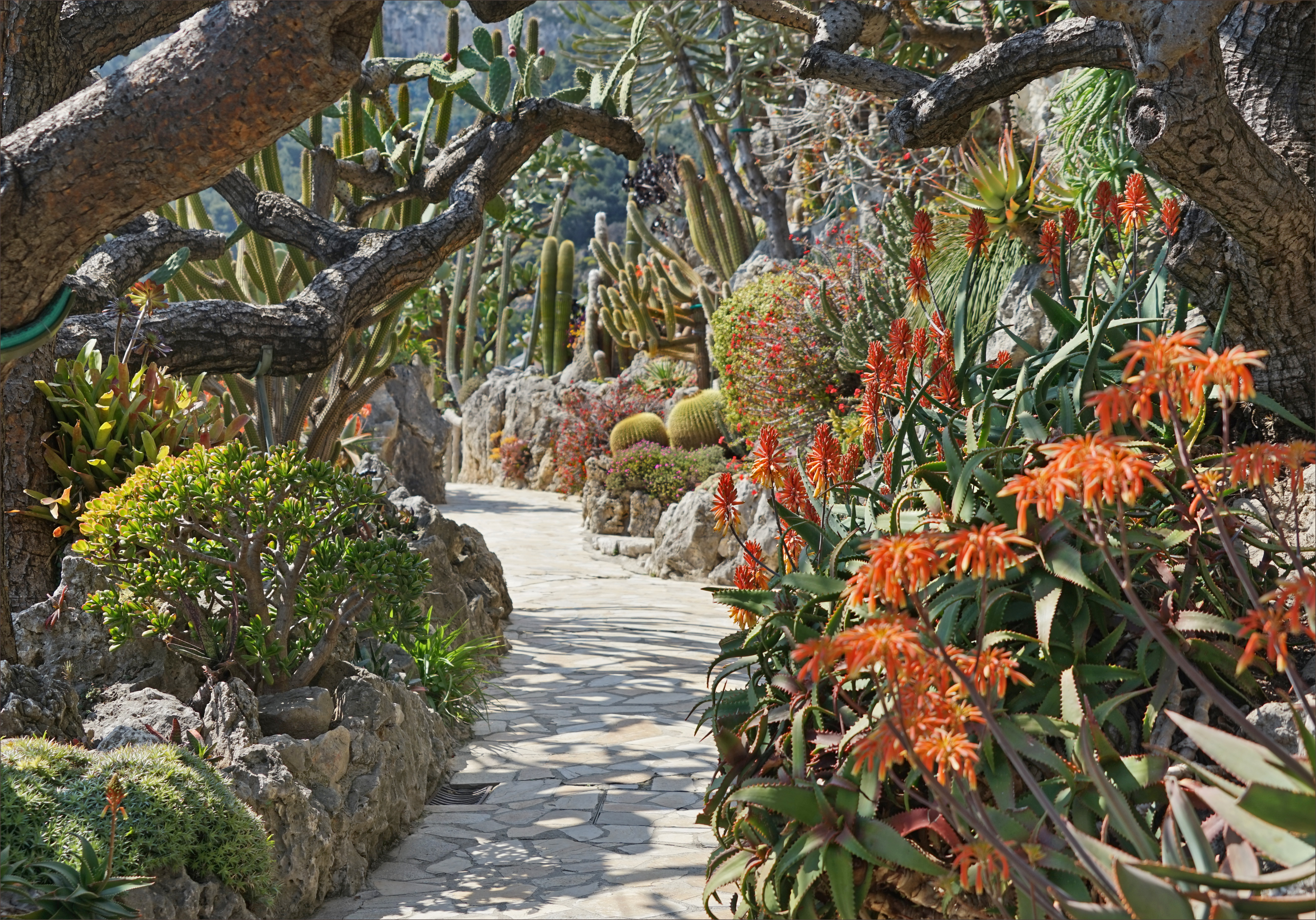 モナコ熱帯庭園(Jardin exotique de Monacoジャルダン・エグゾティック・ド・モナコフランス語)の遊歩道