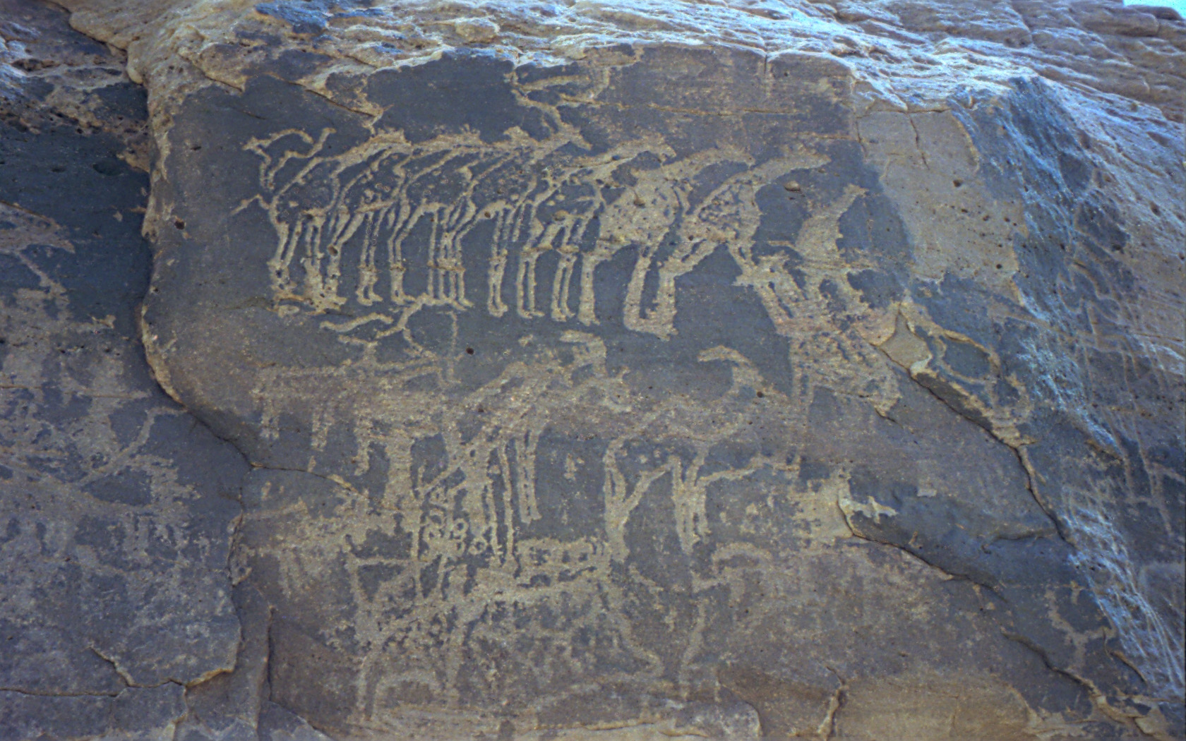 Rock engraving showing herds of giraffe, ibex, and other animals in the southern Sahara near Tiguidit, Niger