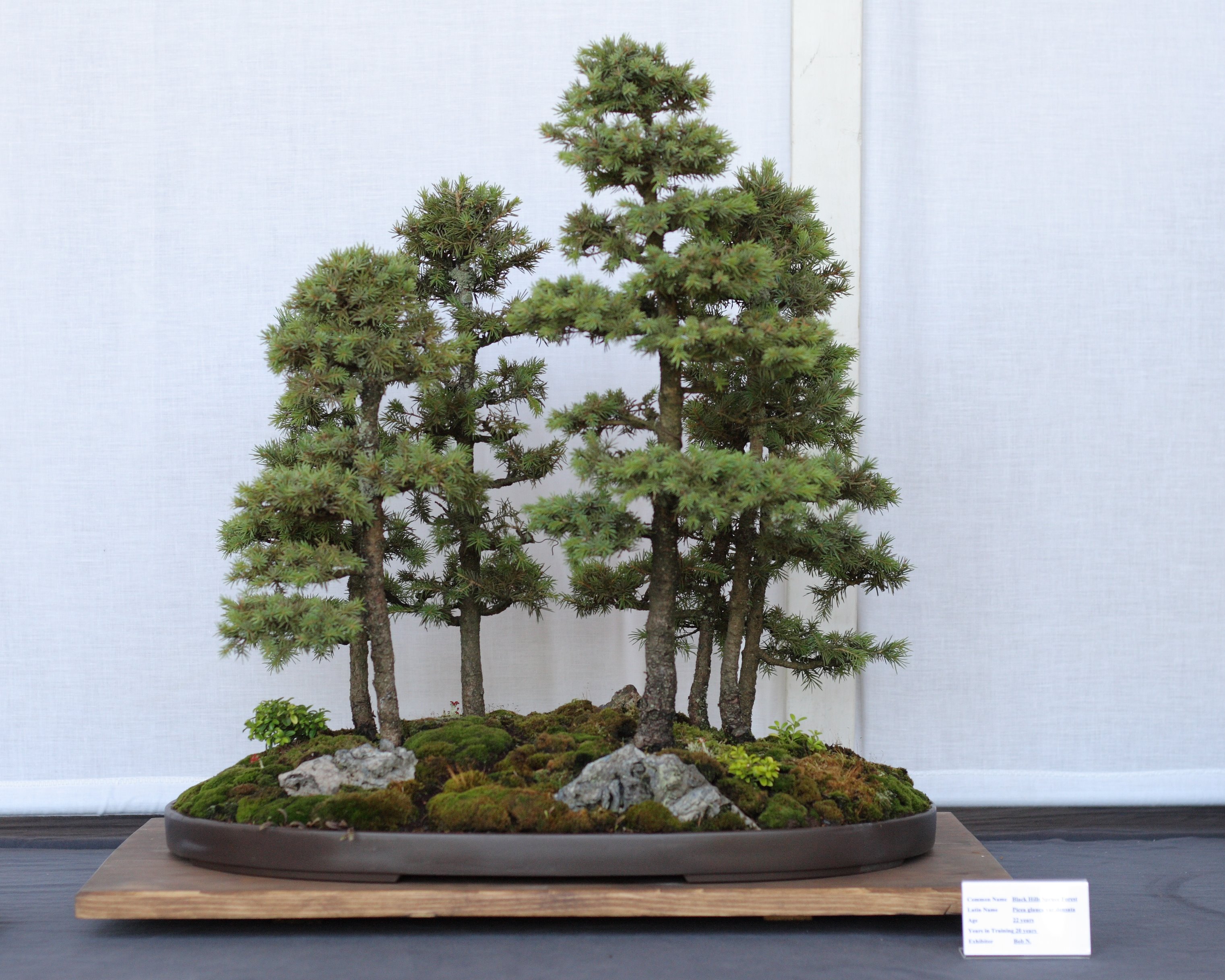 Photograph of forest-style Black Hills spruce bonsai