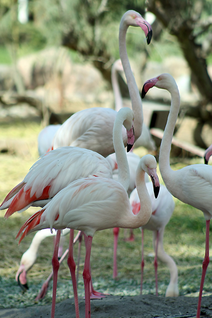 オオフラミンゴ(Phoenicopterus roseus)はバーレーンに生息する。