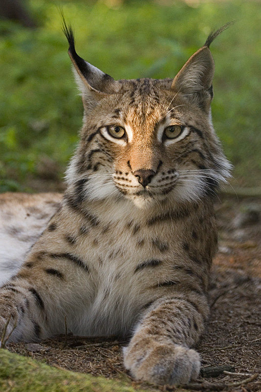 Lynx Eurasia.