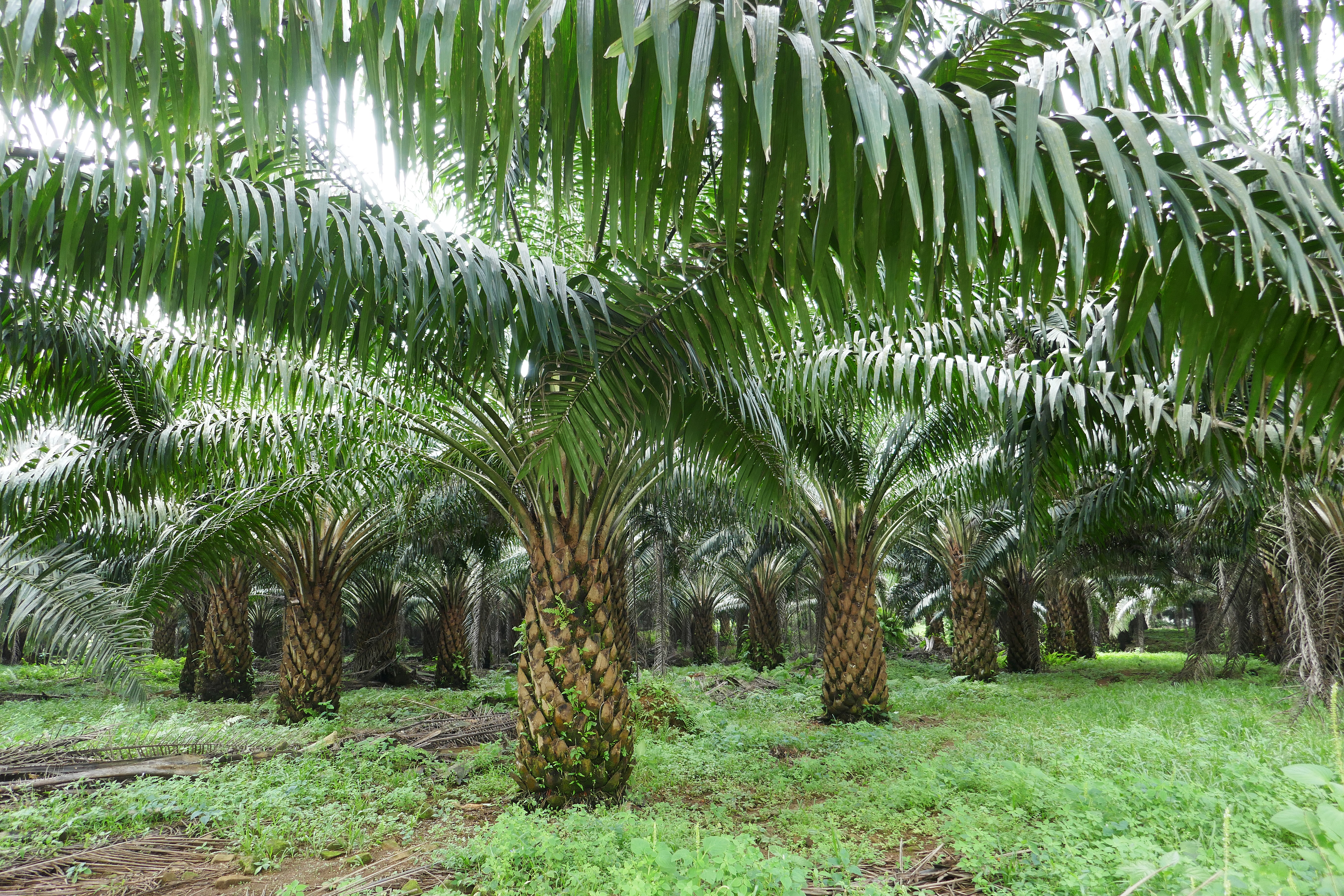 Palm Tree Plantations in Ribeira Peixe