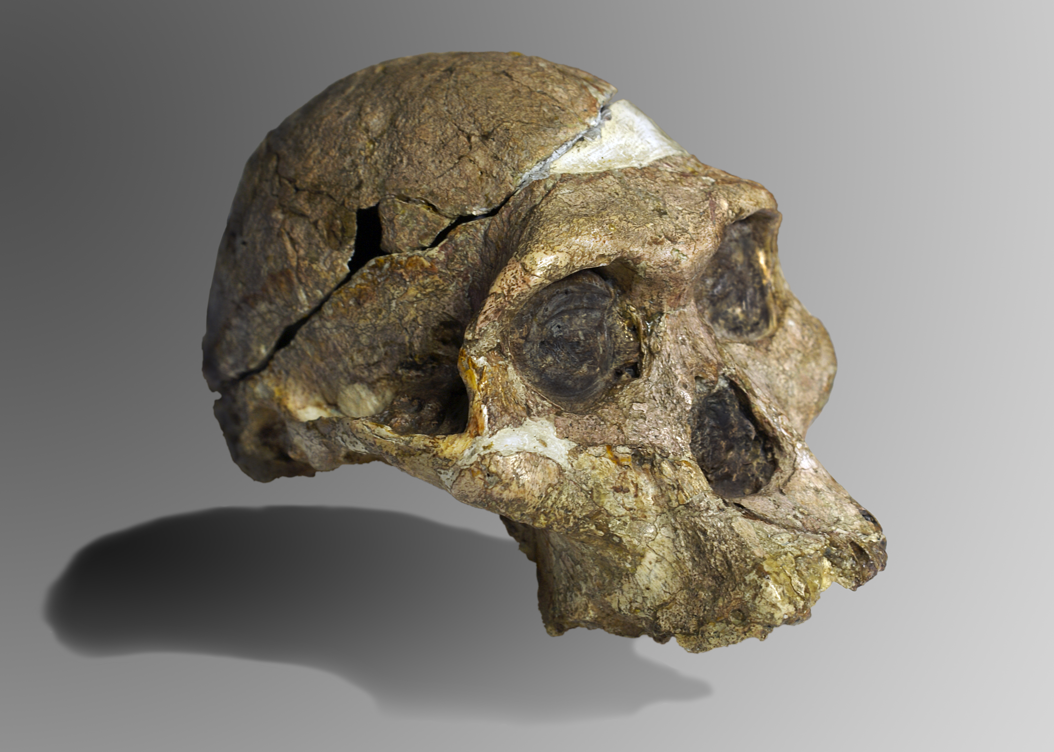 Tengkorak Mrs. Ples, salah satu penemuan hominin awal yang paling terkenal oleh Robert Broom.
