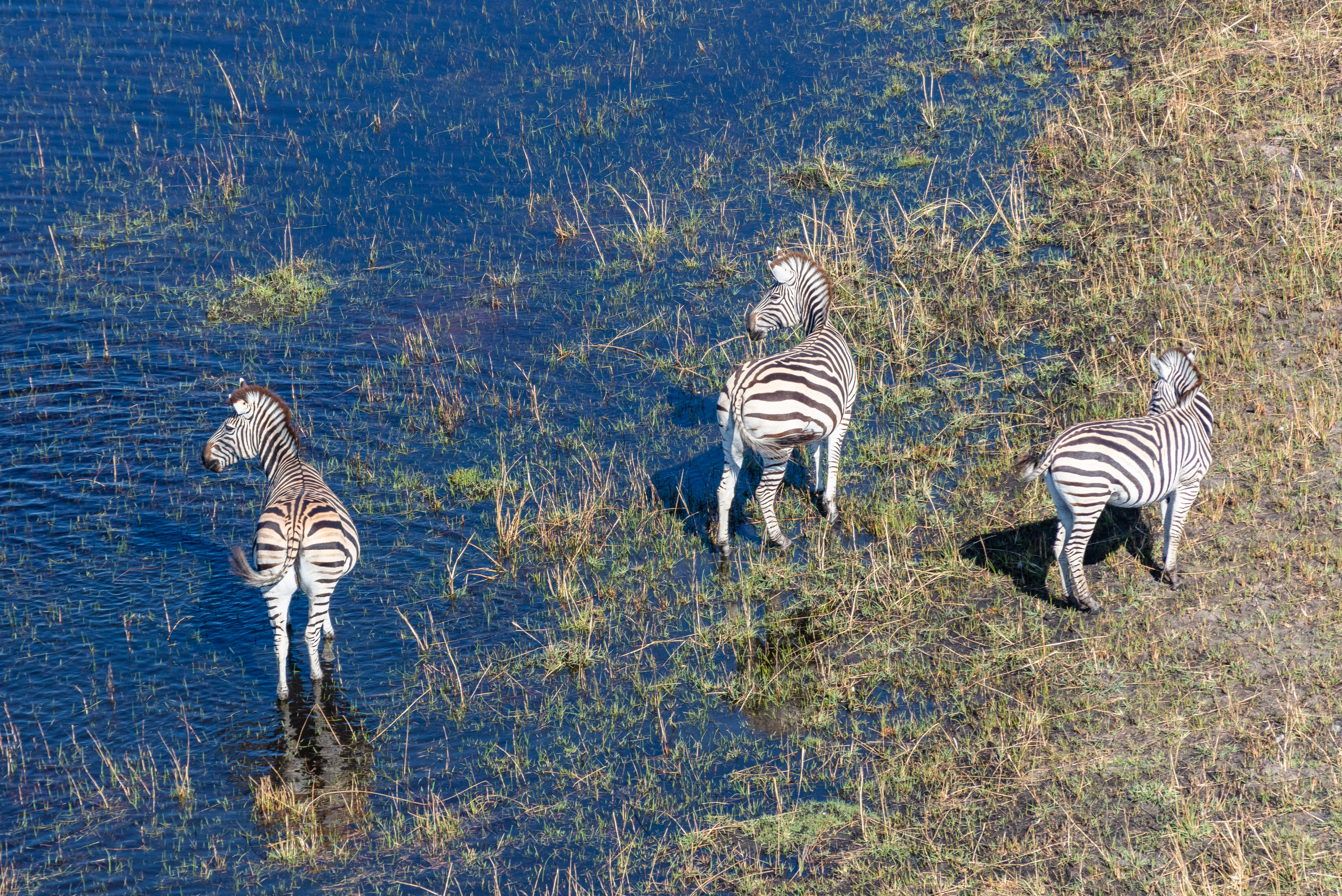 Kuda belang meragut di Lembangan Okavango