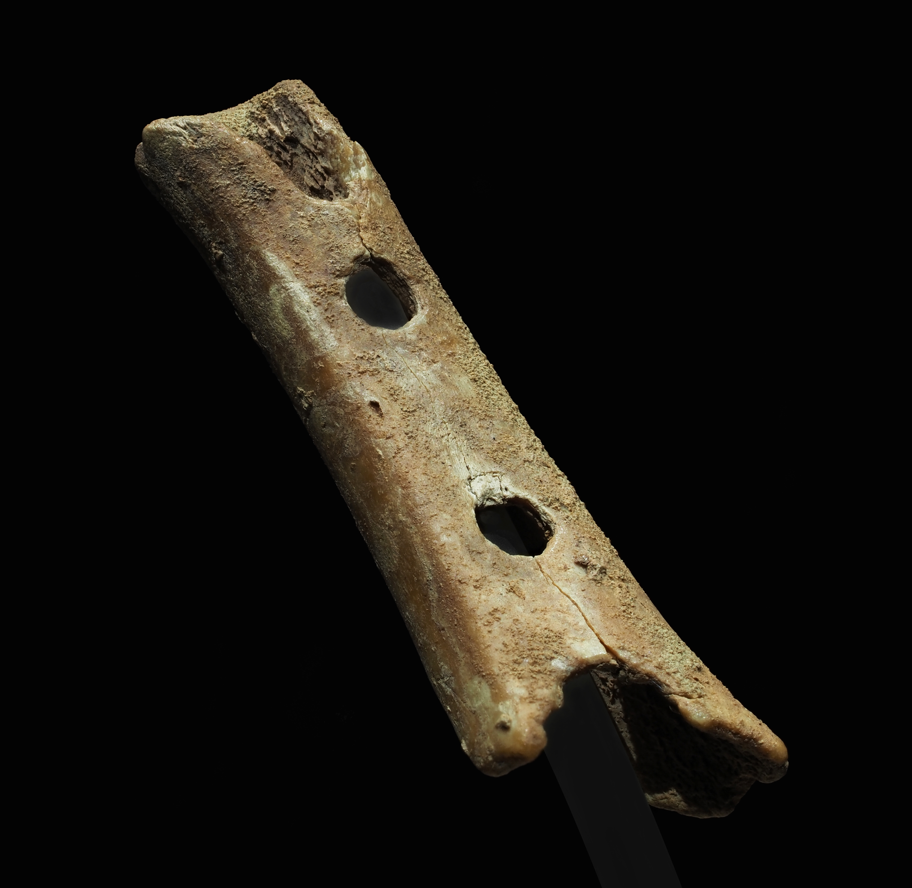 A pierced cave bear bone from Divje Babe, possibly a flute made by Neanderthals dating to the Late Pleistocene, is considered one of the oldest musical instruments discovered.