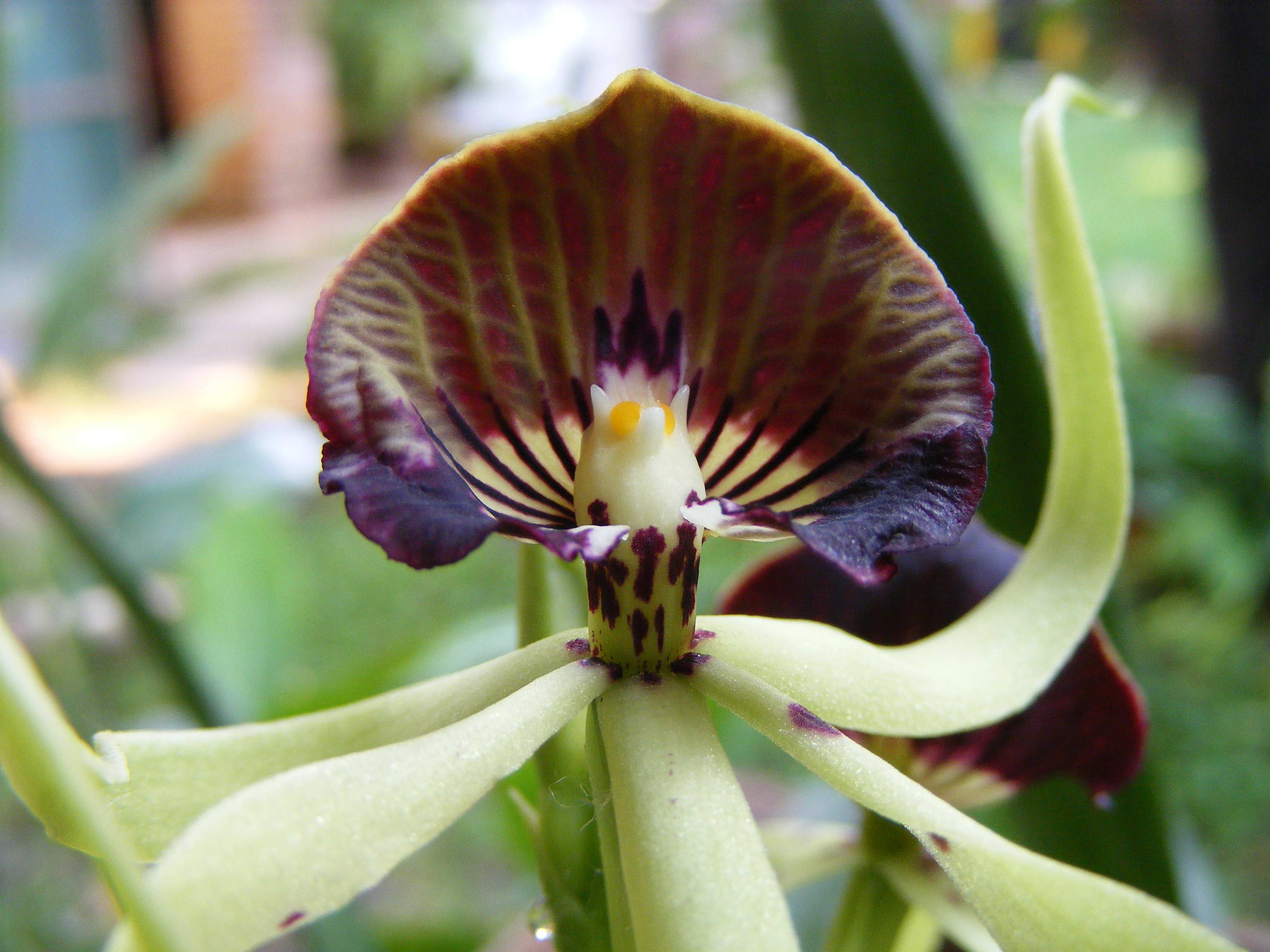 The Black Orchid (Prosthechea cochleata), the national flower of Belize.