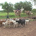 Dân du mục Niger chạy trốn hạn hán sang Nigeria cùng với gia súc của họ, tỉnh Dakoro, Niger, năm 2005.
