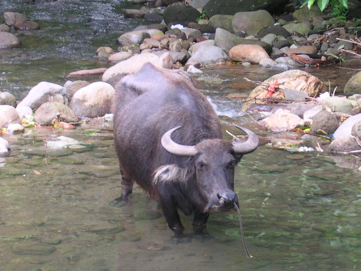 The carabao (water buffalo) is the national animal of the Philippines, symbolizing strength, power, perseverance, and hard work. It is integral to traditional agriculture.