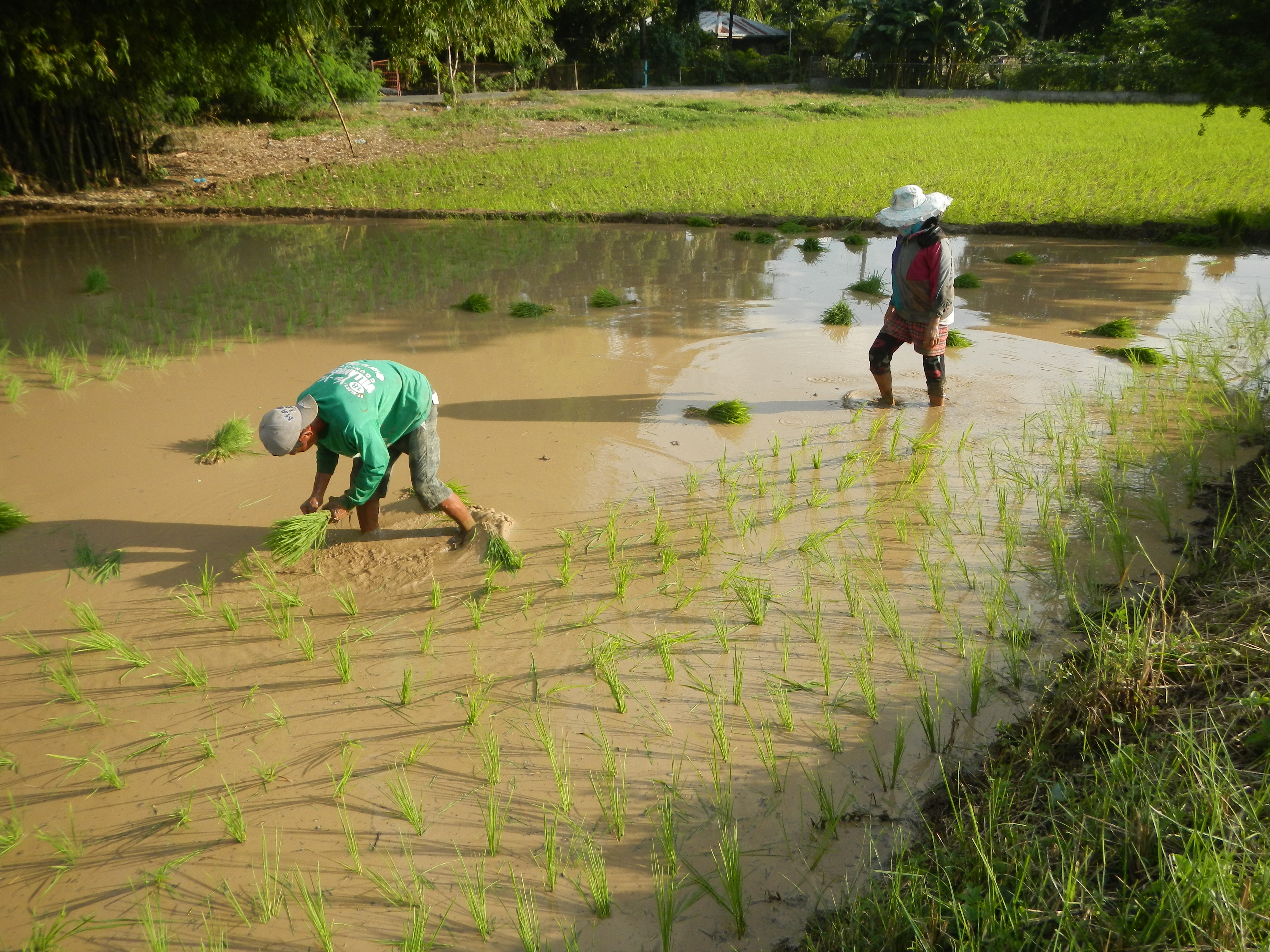 Người Philippines đang trồng lúa. Nông nghiệp sử dụng 24% lực lượng lao động Philippines tính đến năm 2022.