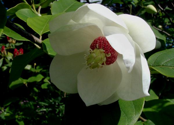 The Magnolia sieboldii (Mongnan), national flower of North Korea.