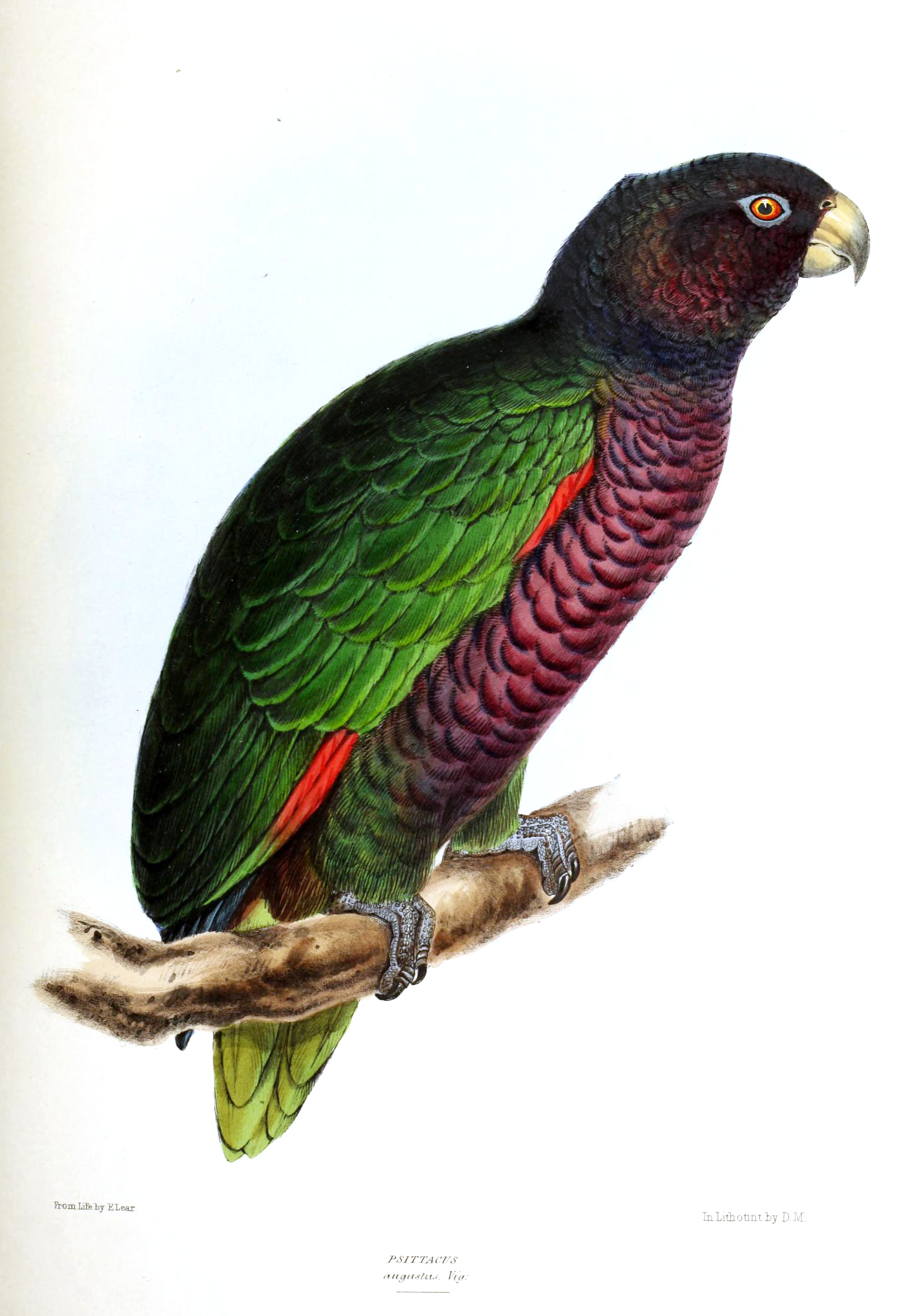 The Imperial Amazon (Amazona imperialis), or Sisserou parrot, is Dominica's national bird and endemic to the island.